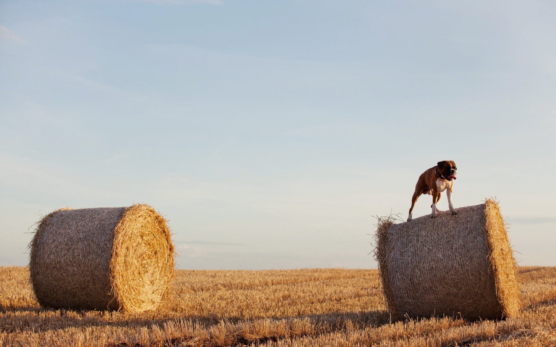 perro campo heno