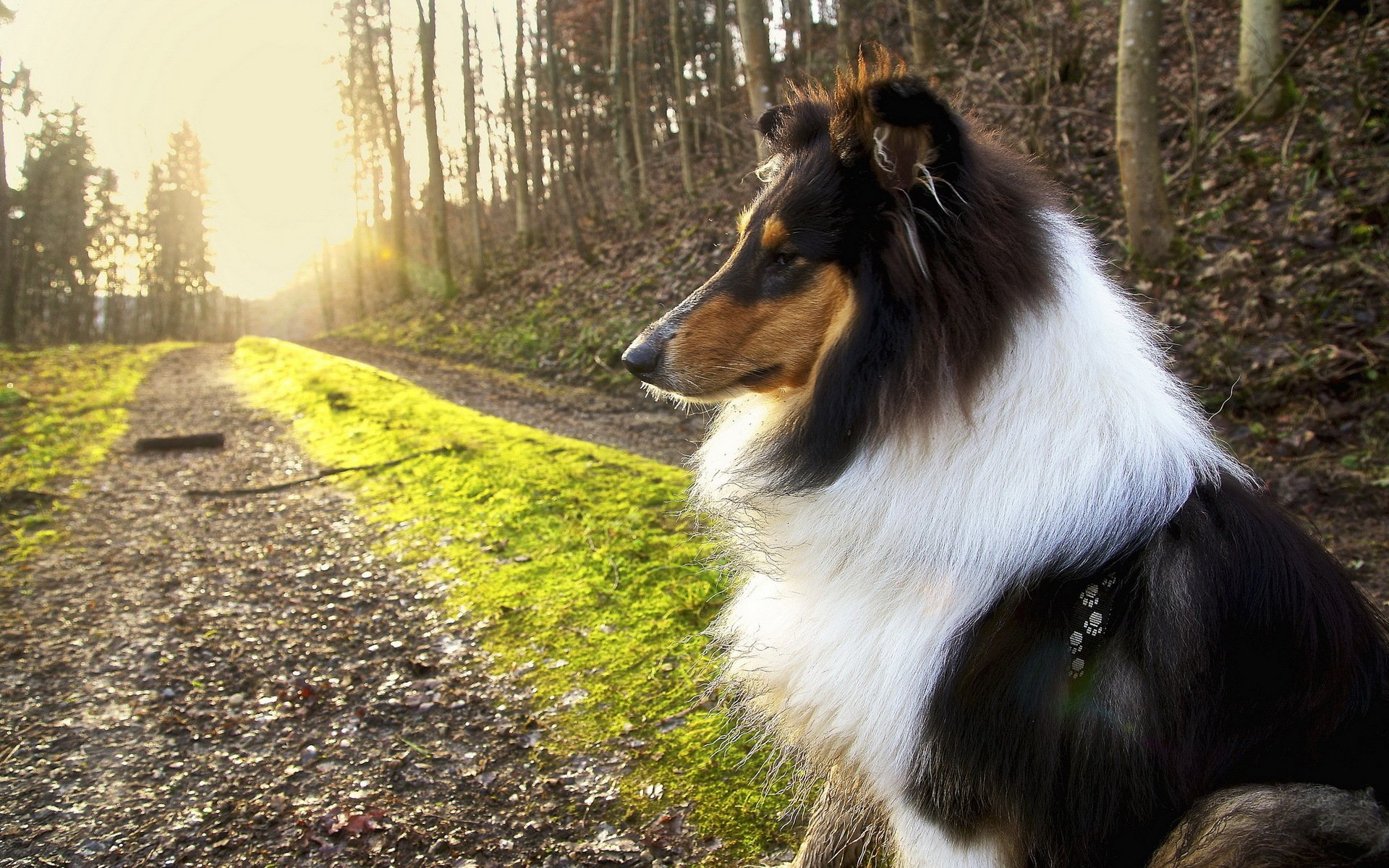 hund freund natur