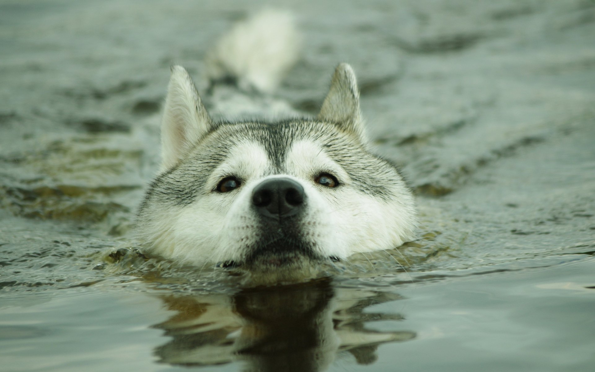 hund huskus wasser