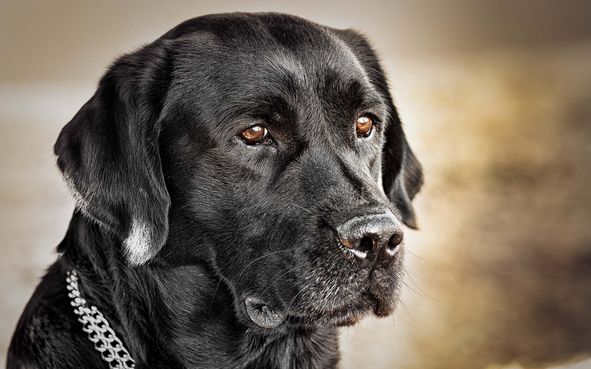 perro mirada amigo