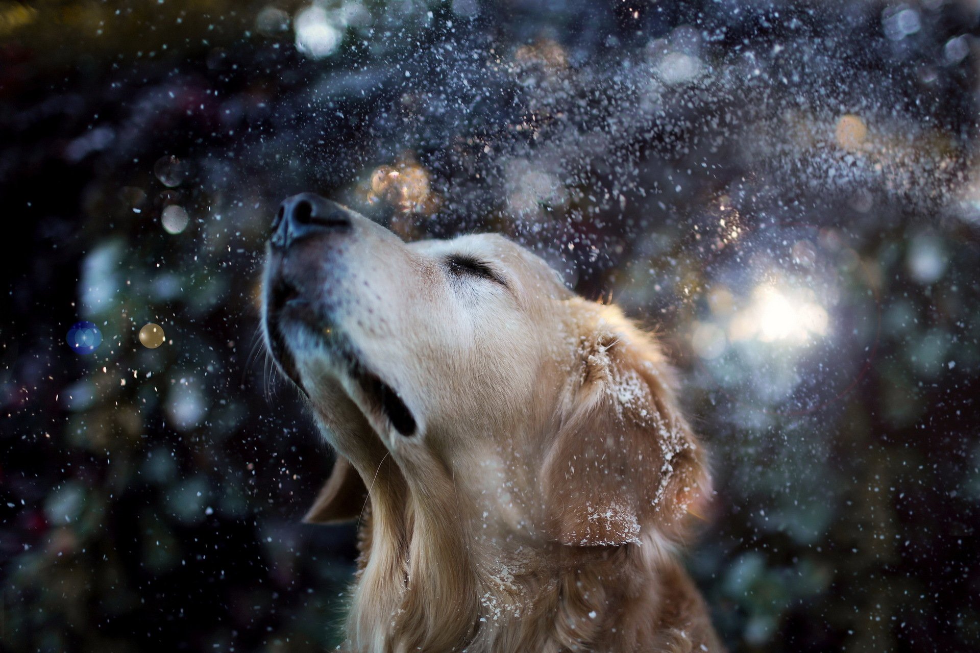 perro amigo nieve