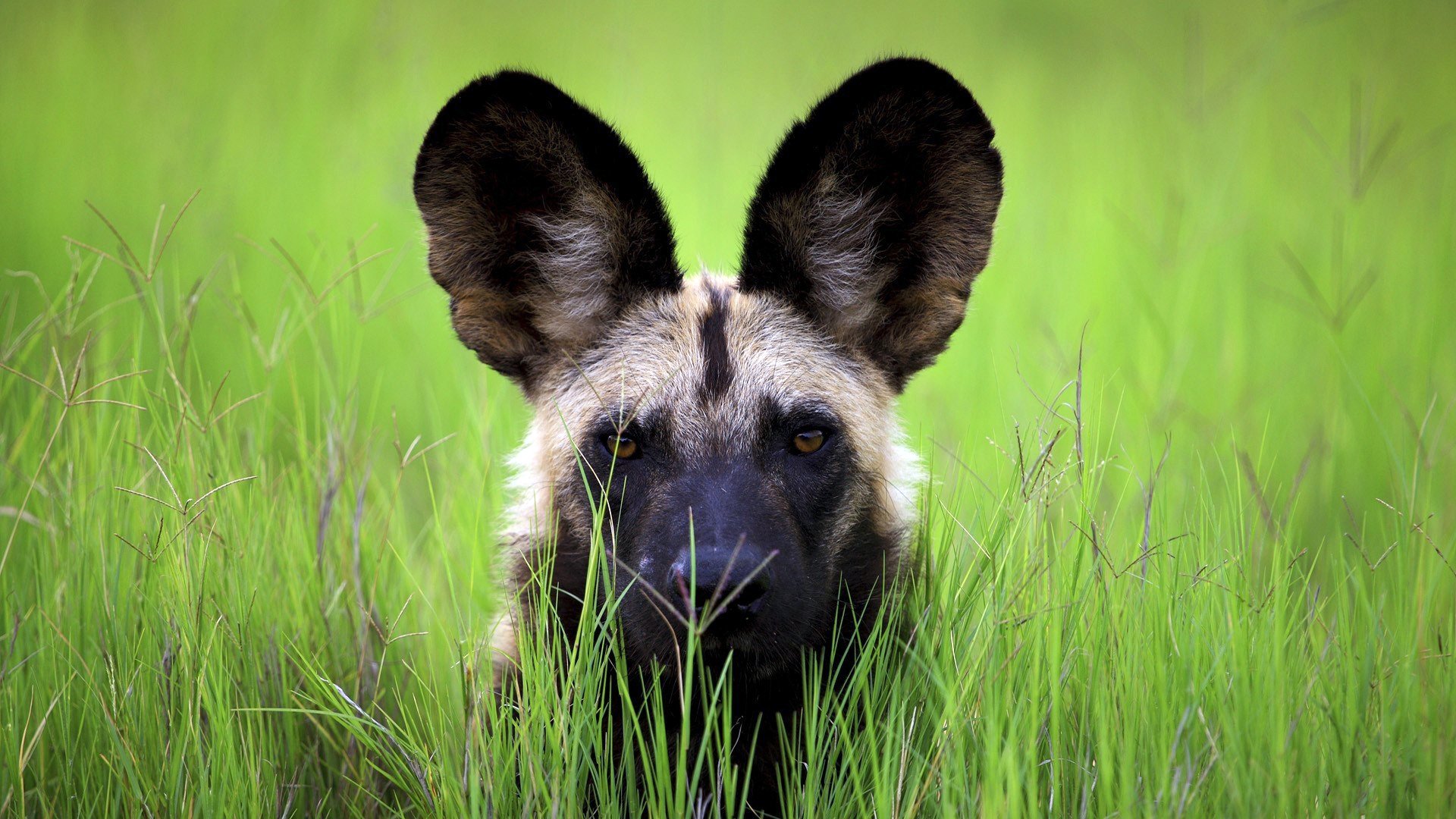 background grass face large ears view green nature