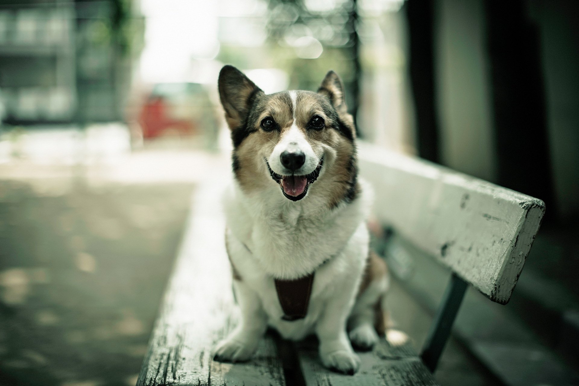 hund blick bank