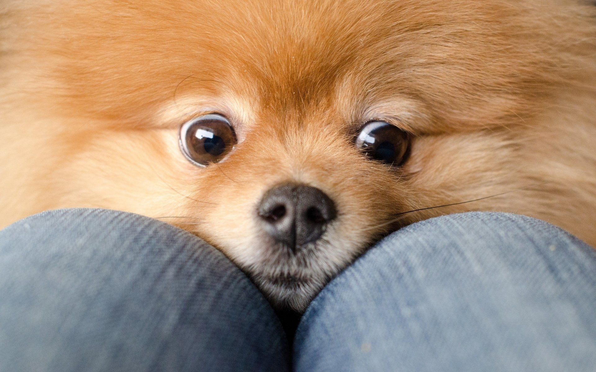 hund spitz rot augen knie jeans