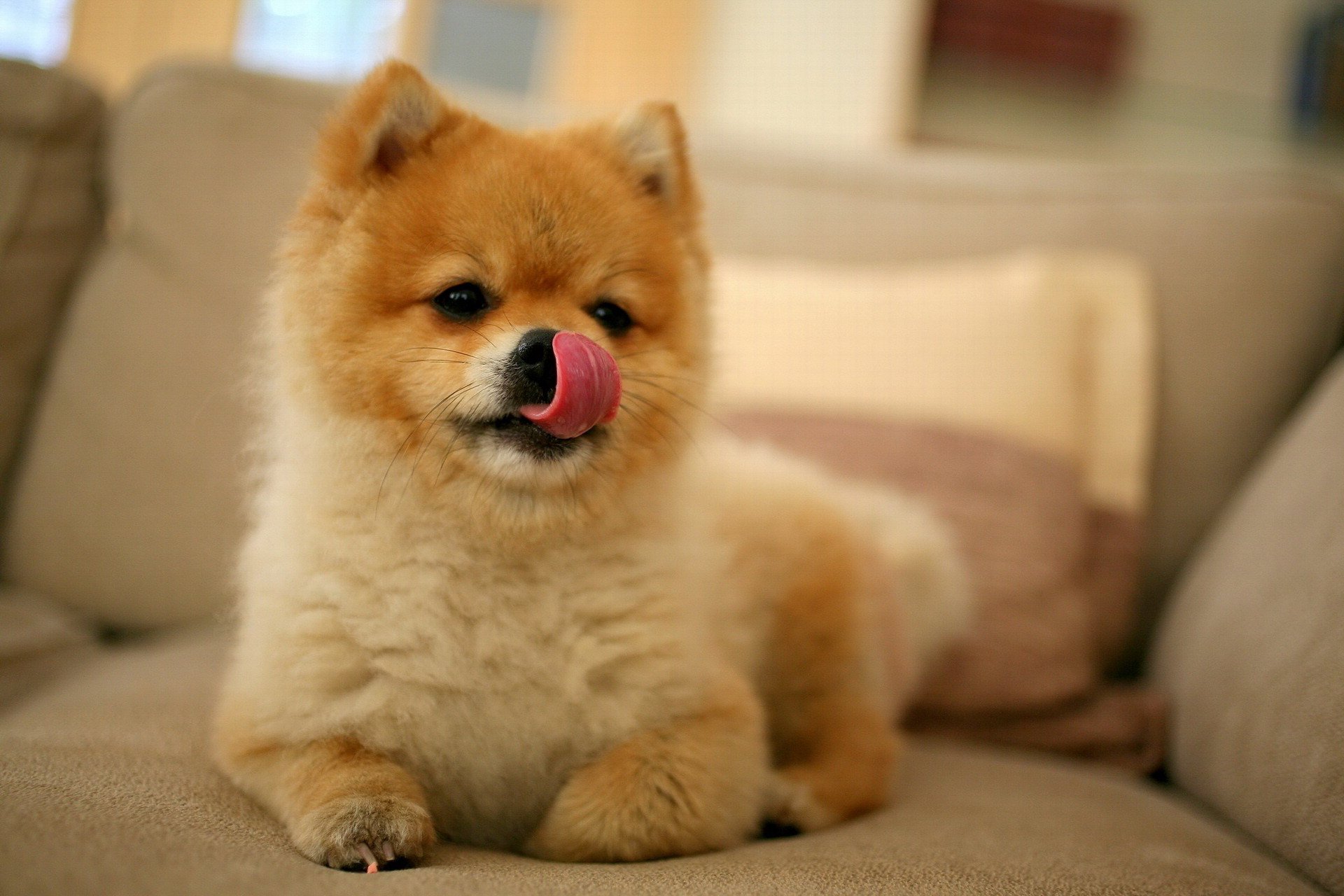 chiot museau léchage akita