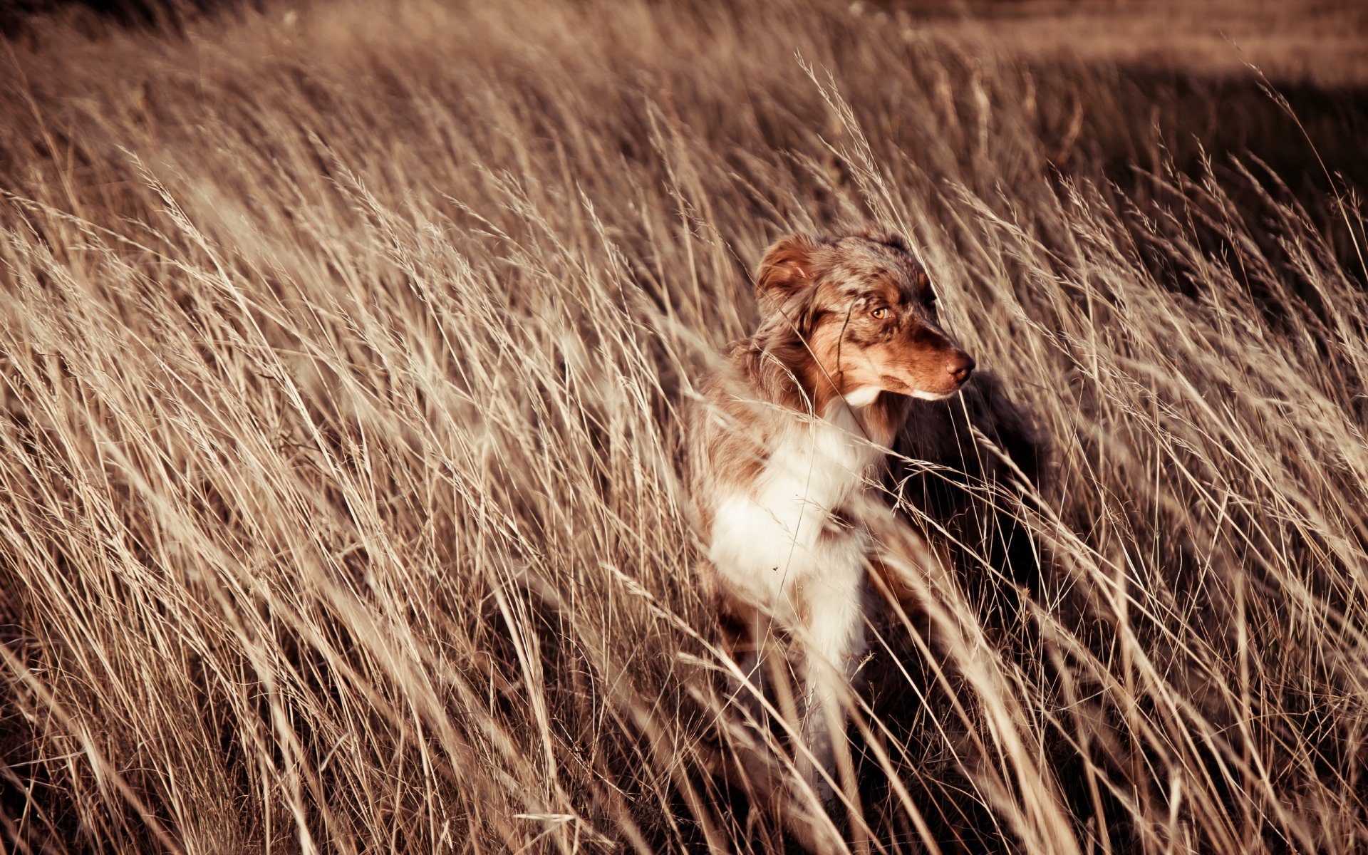 perro amigo campo