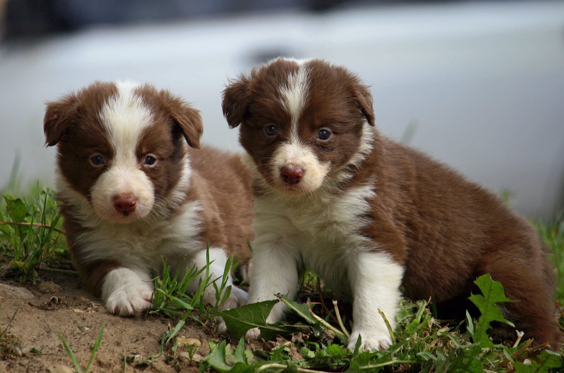 cucciolo border collie bambini piccoli