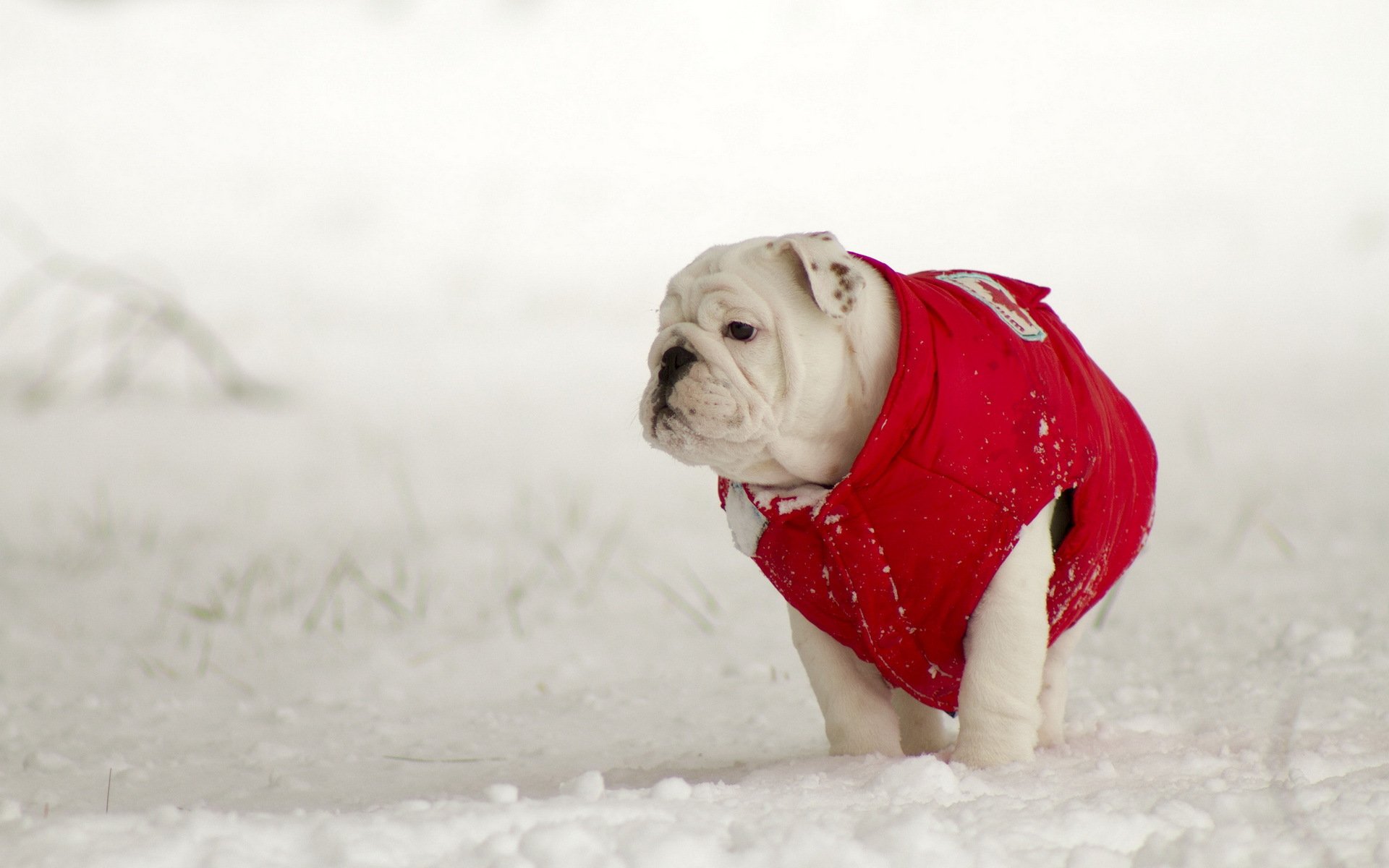 perro invierno fondo