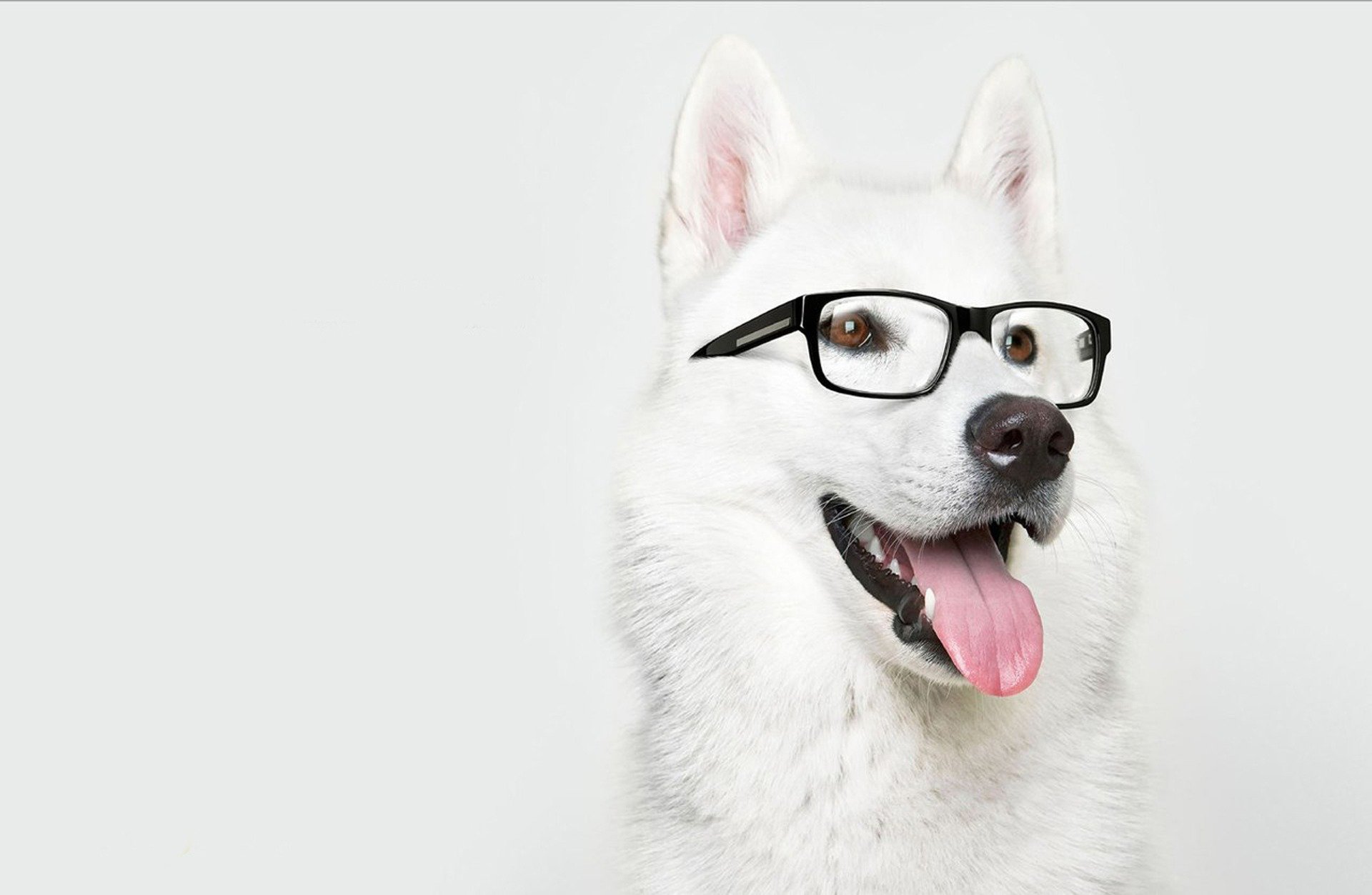 laika perro gafas