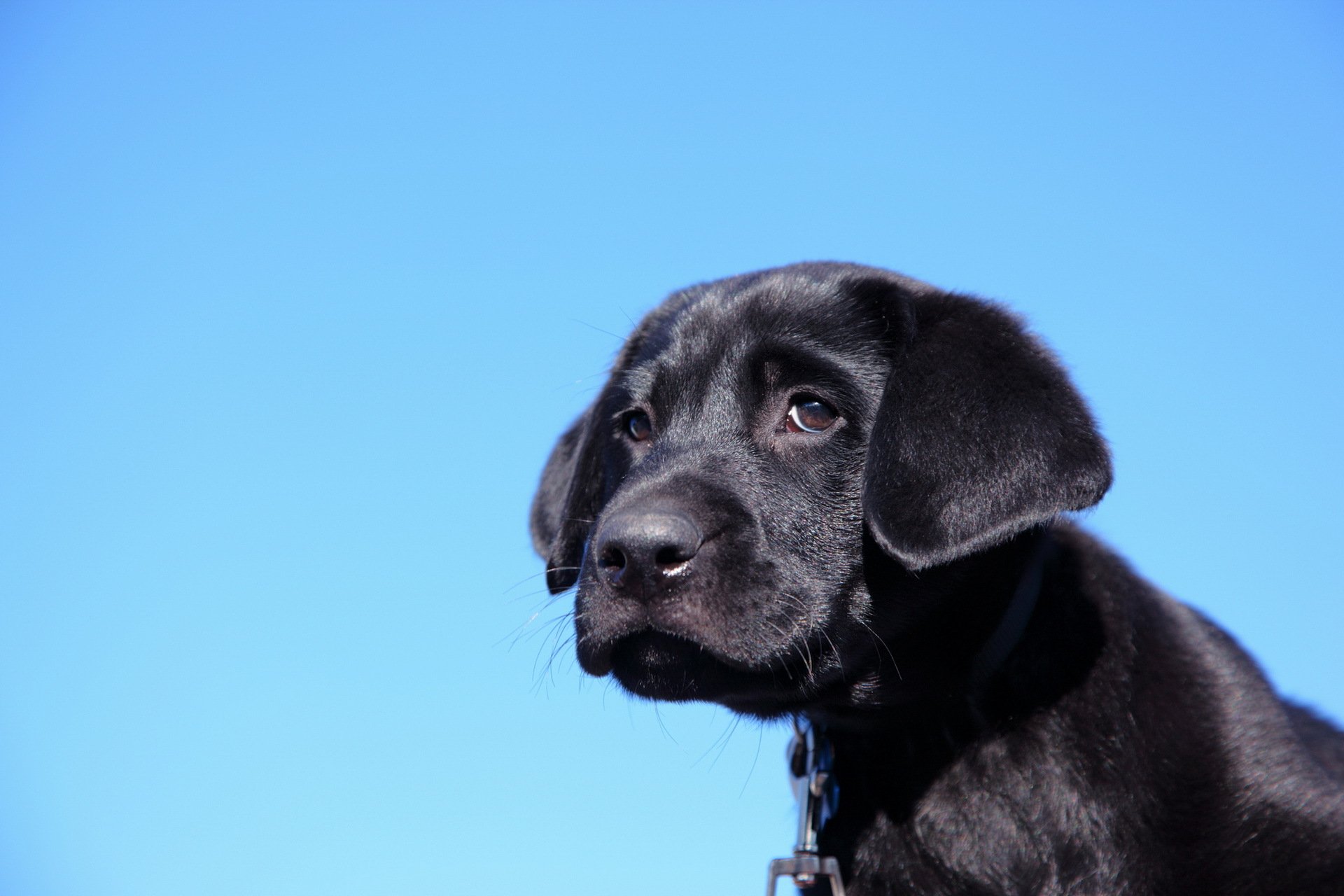 chien regard ami