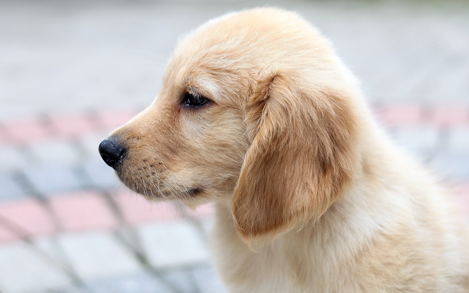 cane cucciolo retriever