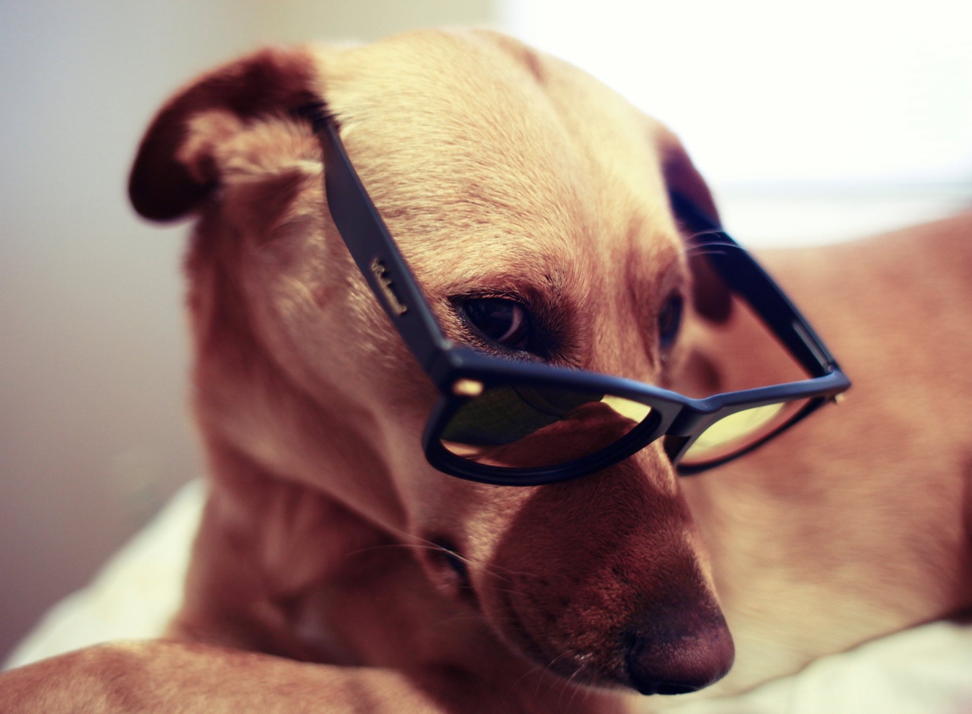blick brille
