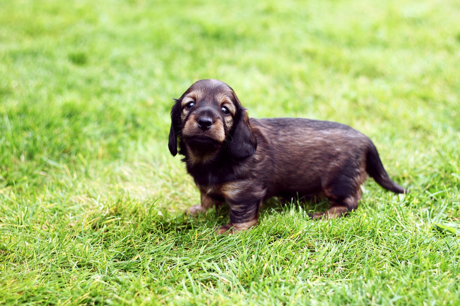 perro cachorro hierba