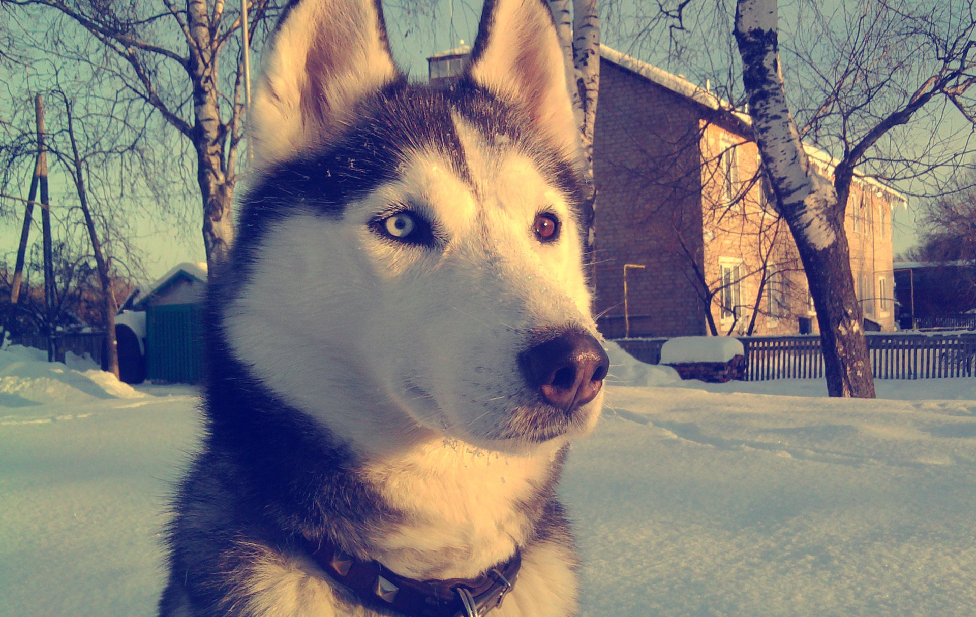 husky view winter snow eyes wallpaper