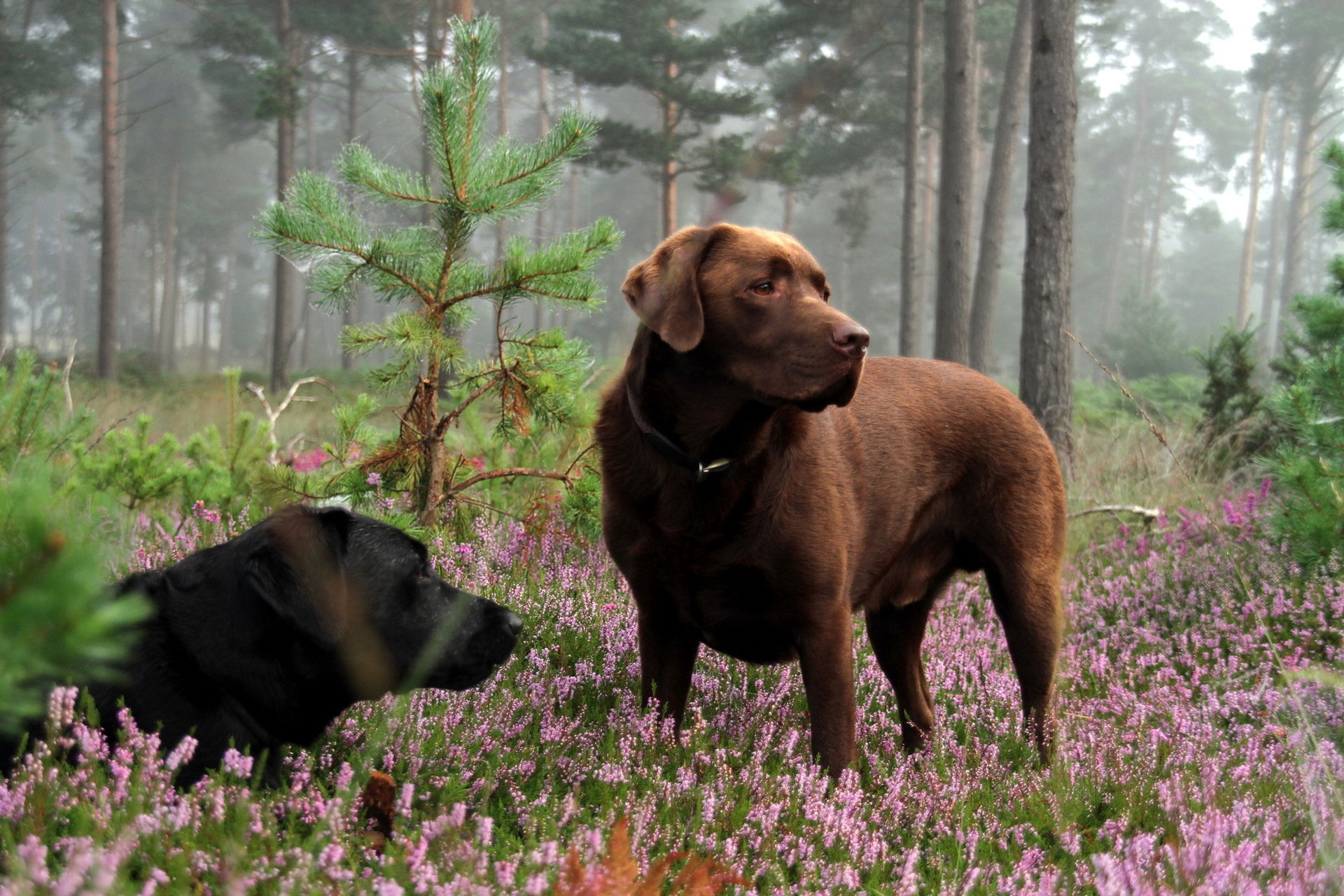 hunde wald natur