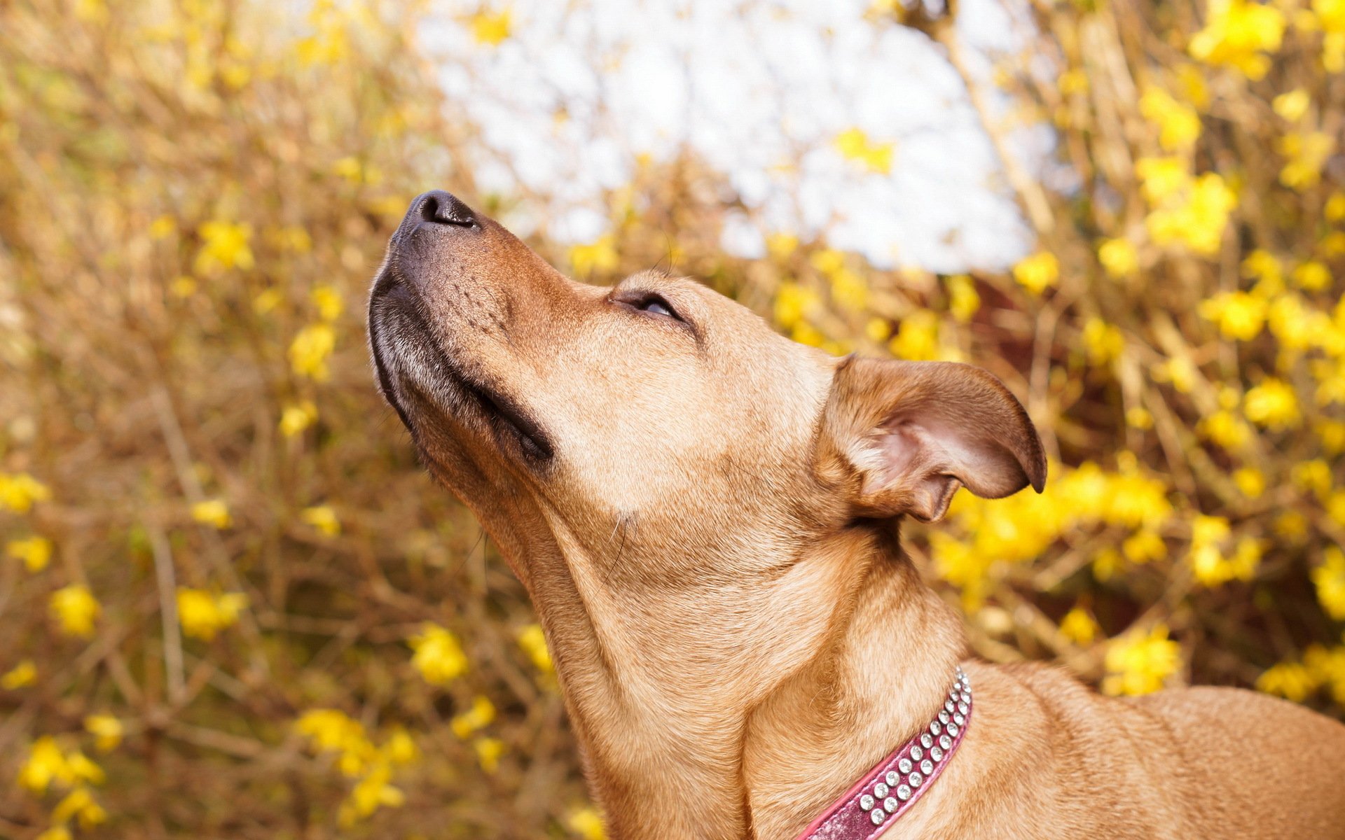 hund natur hintergrund