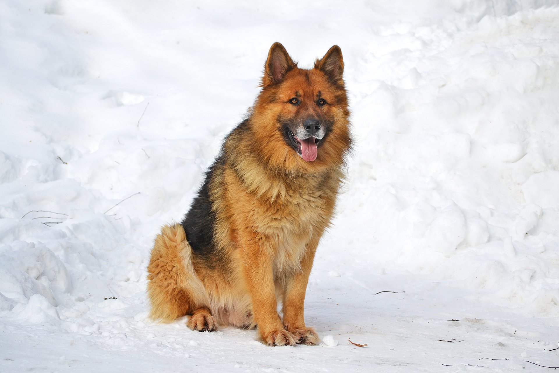 perro pastor alemán scherhan