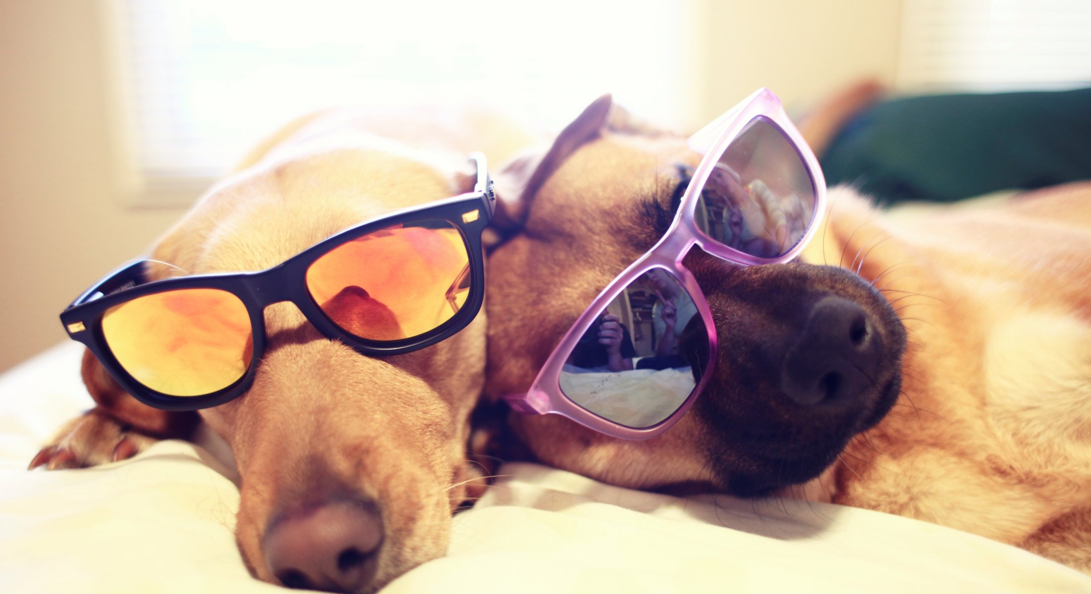 chiens chiens lunettes se trouvent lit