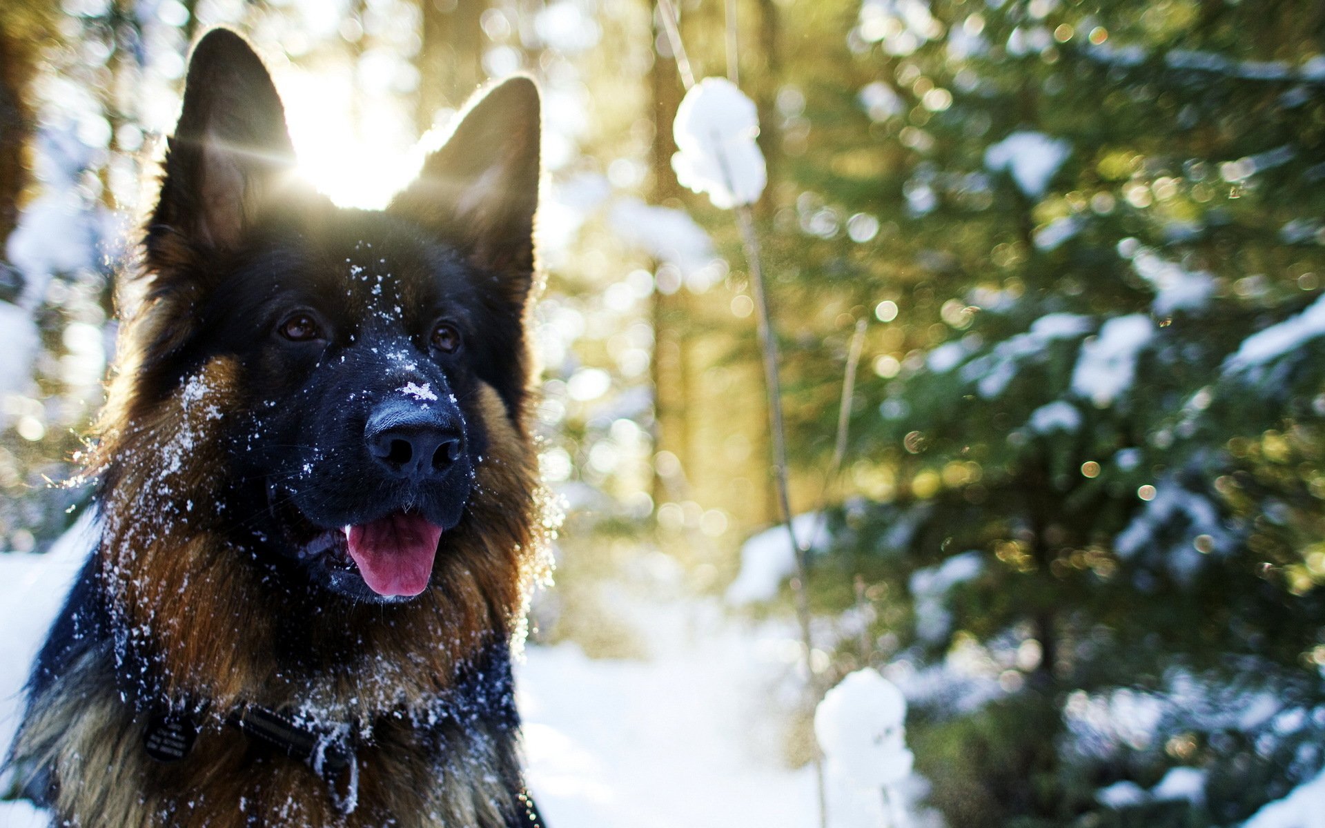 hund freund blick