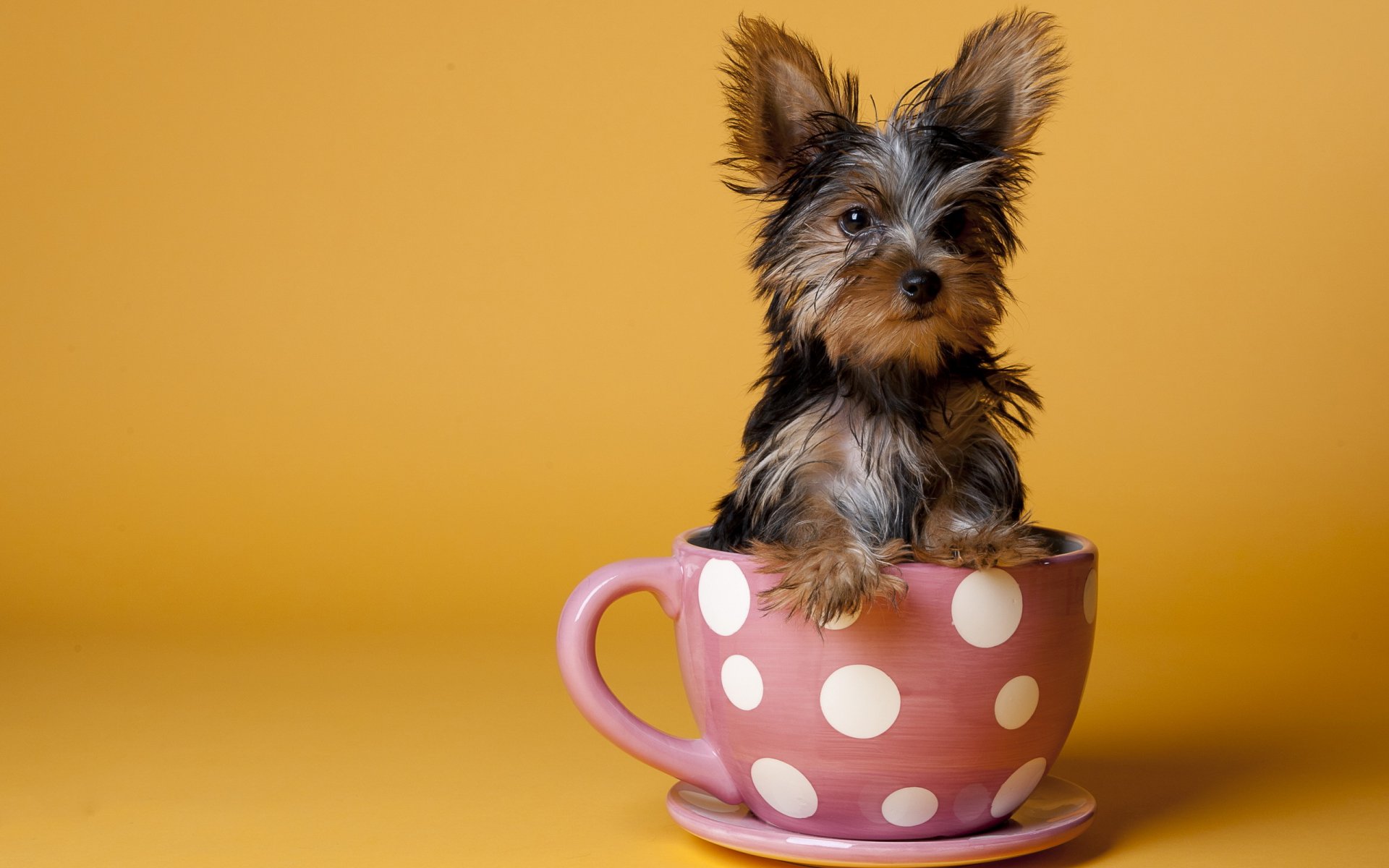 cane tazza sfondo