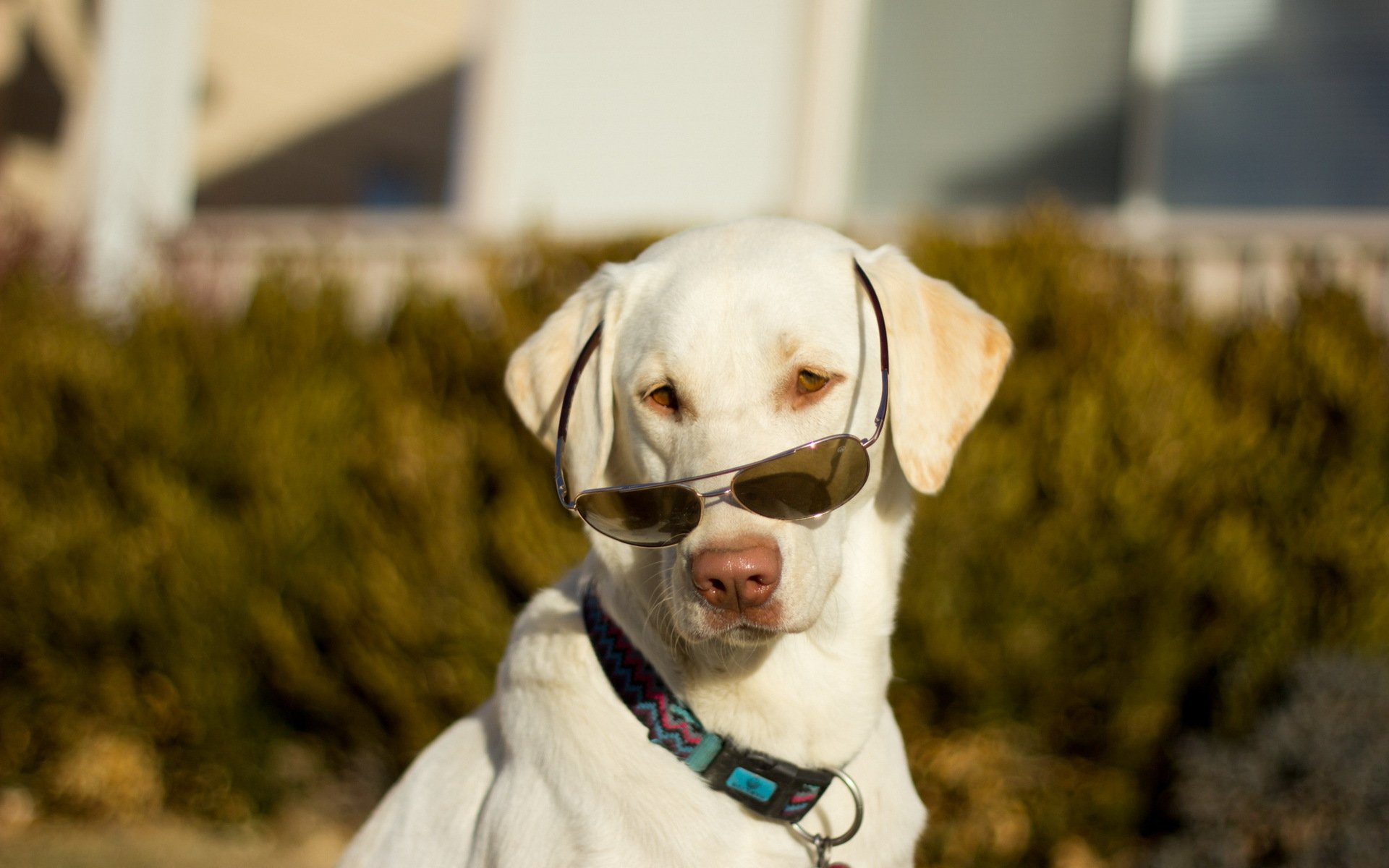chien ami lunettes