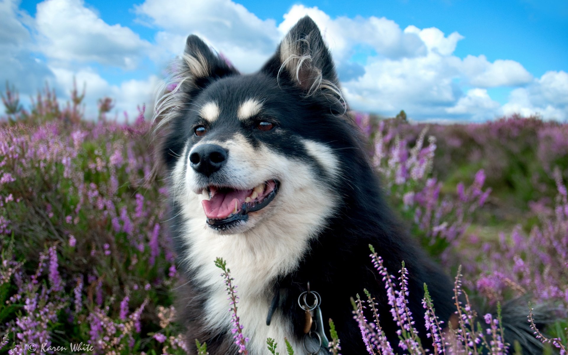 chien champ lavande