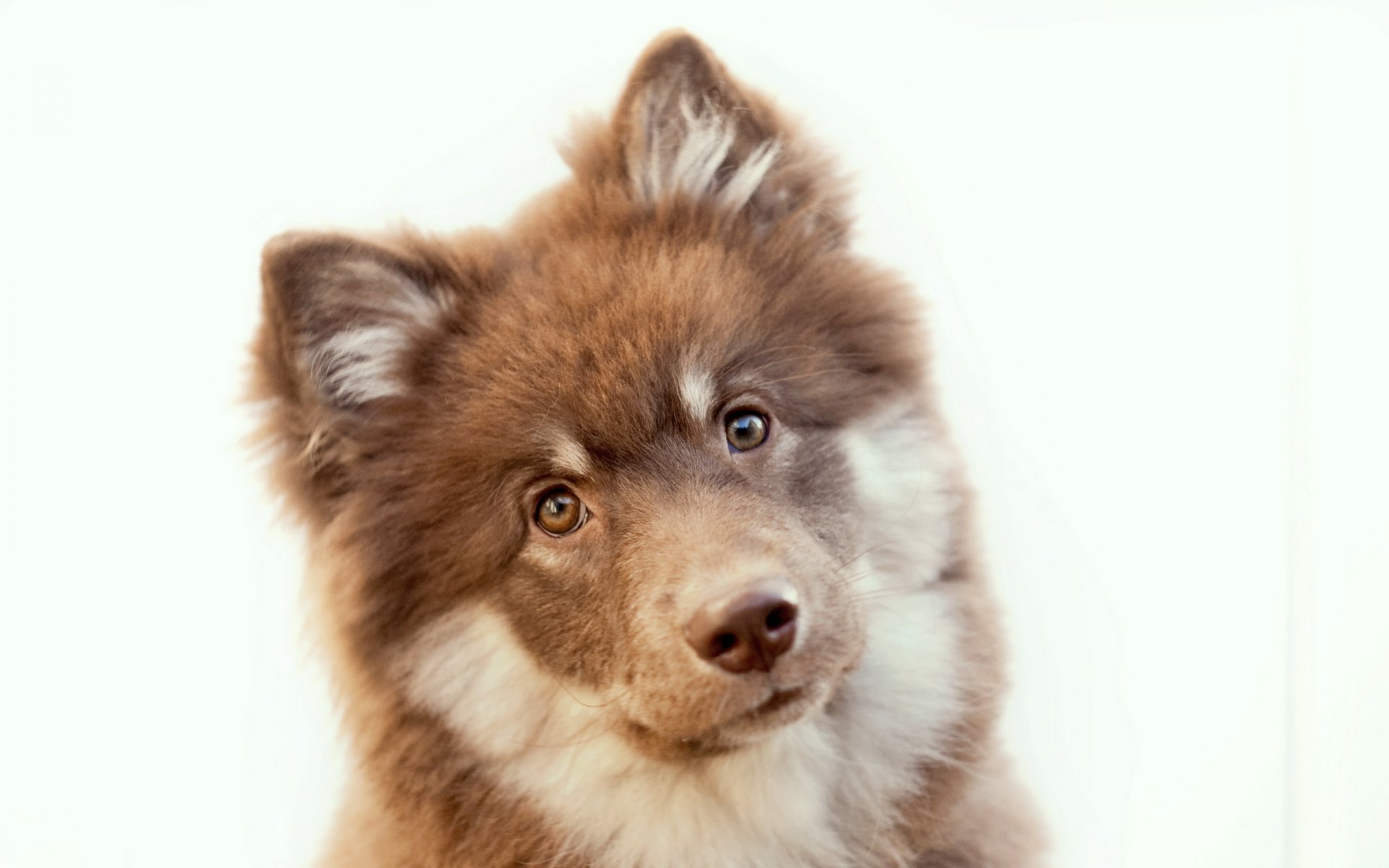 hund blick hintergrund