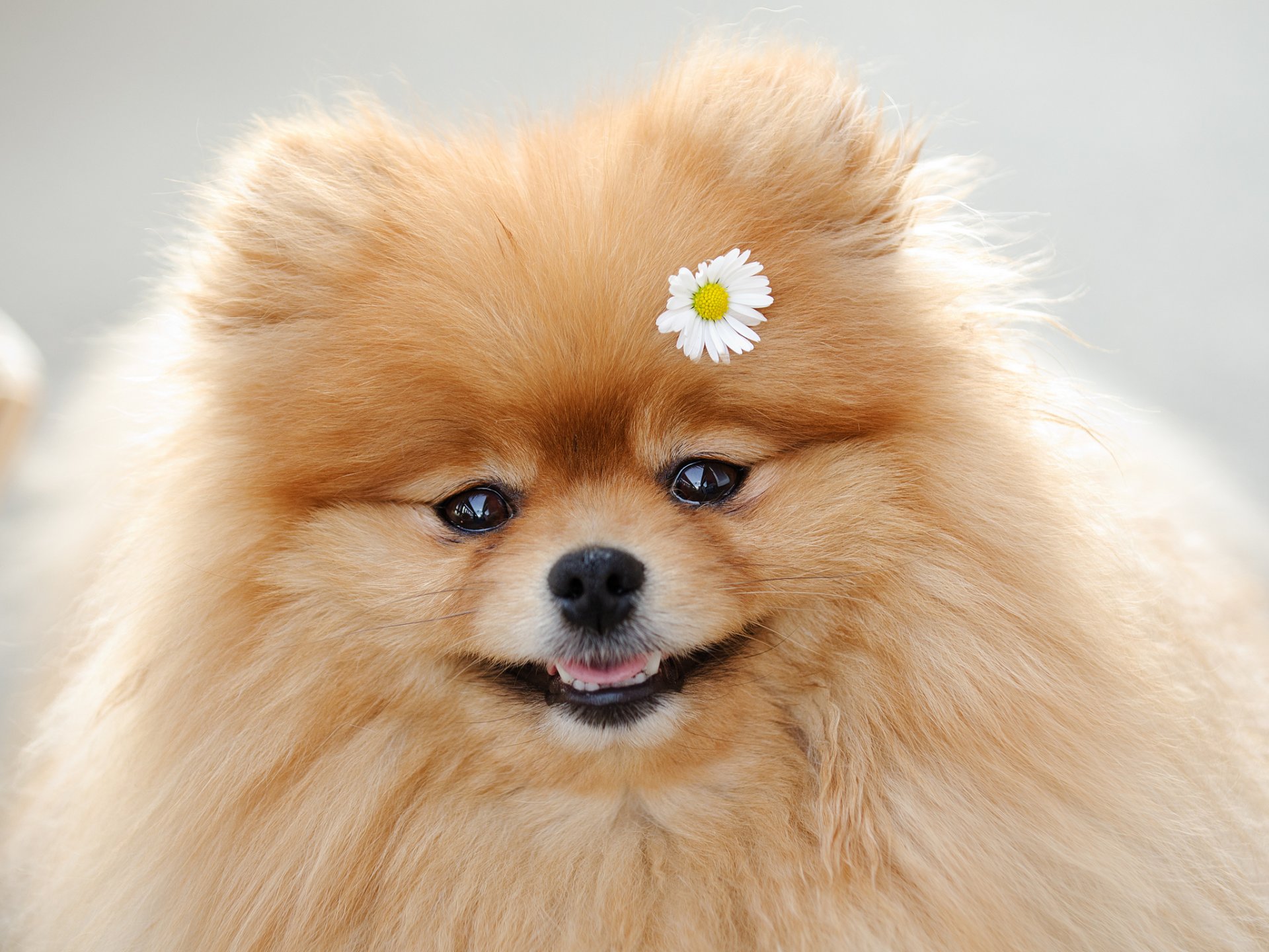 spitz camomilla muso