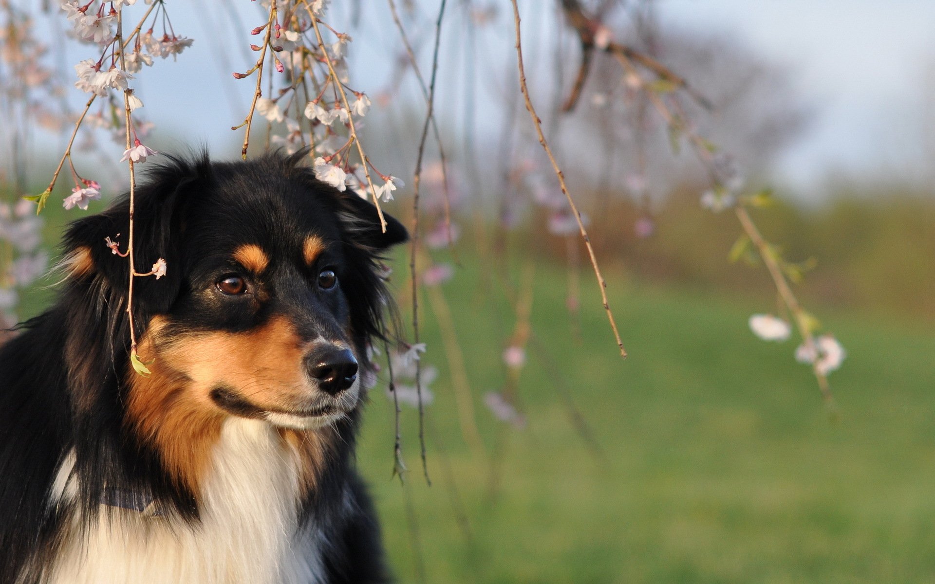 hund blick freund