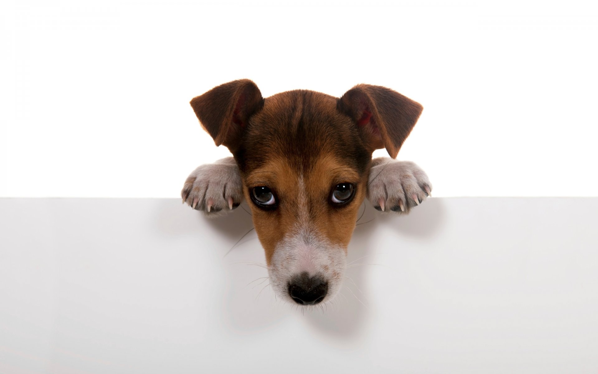 dogs dog puppy dog. feet wall white background wallpaper