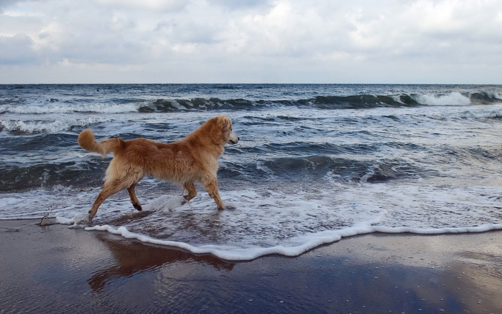 chien mer fond