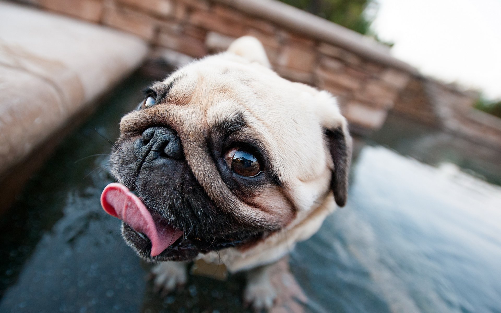 perro pug hocico