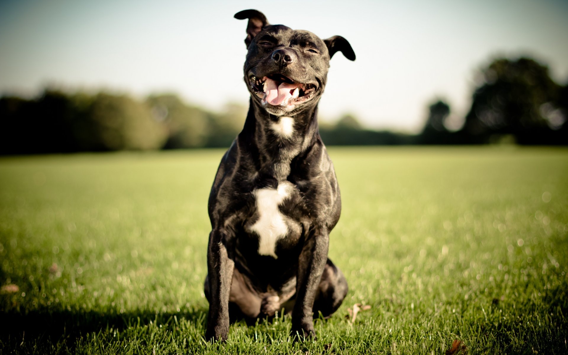 staffordshire bull terrier staffordshire bull terrier inglese cane sorriso