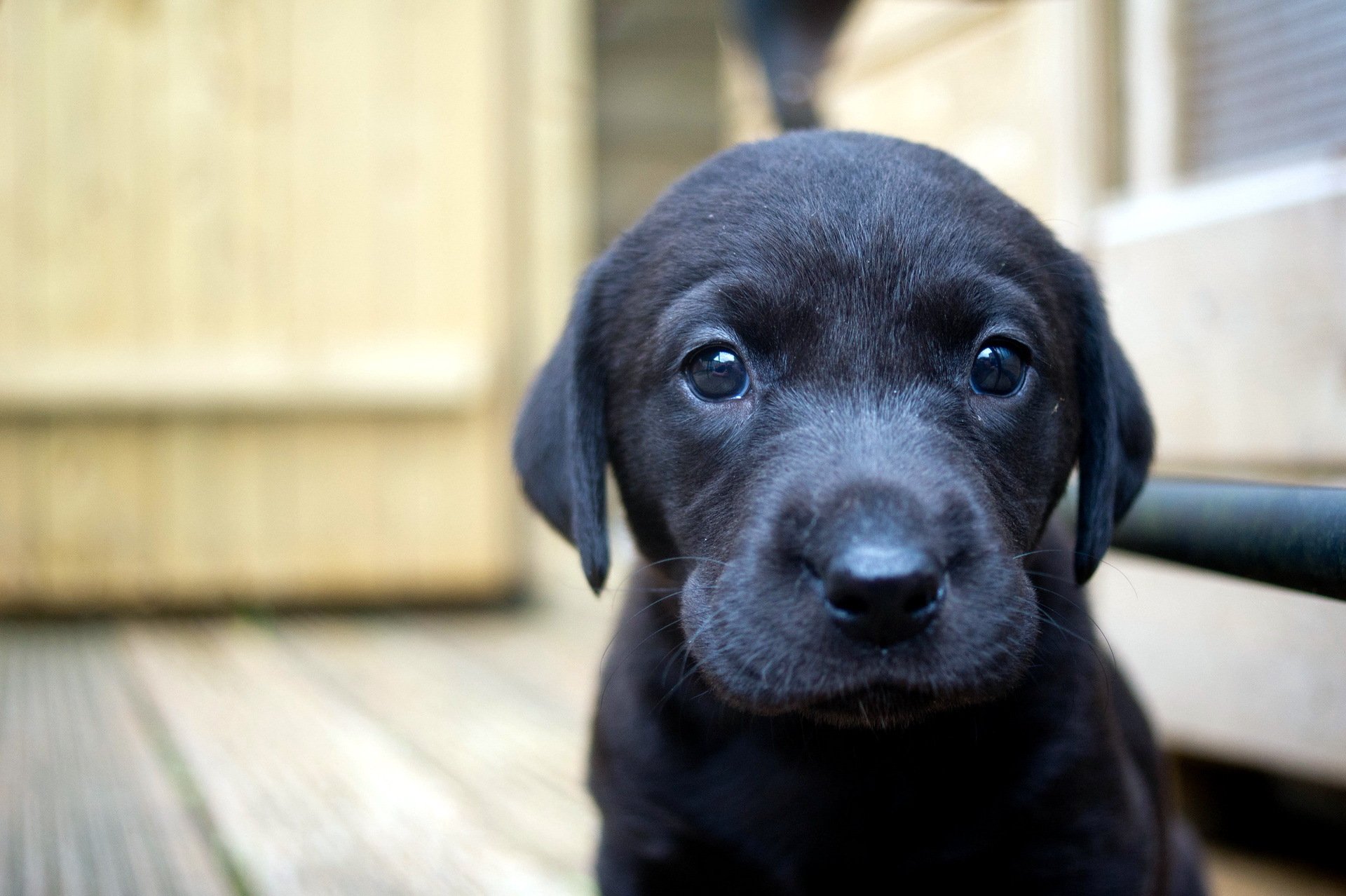 chien chiot maison
