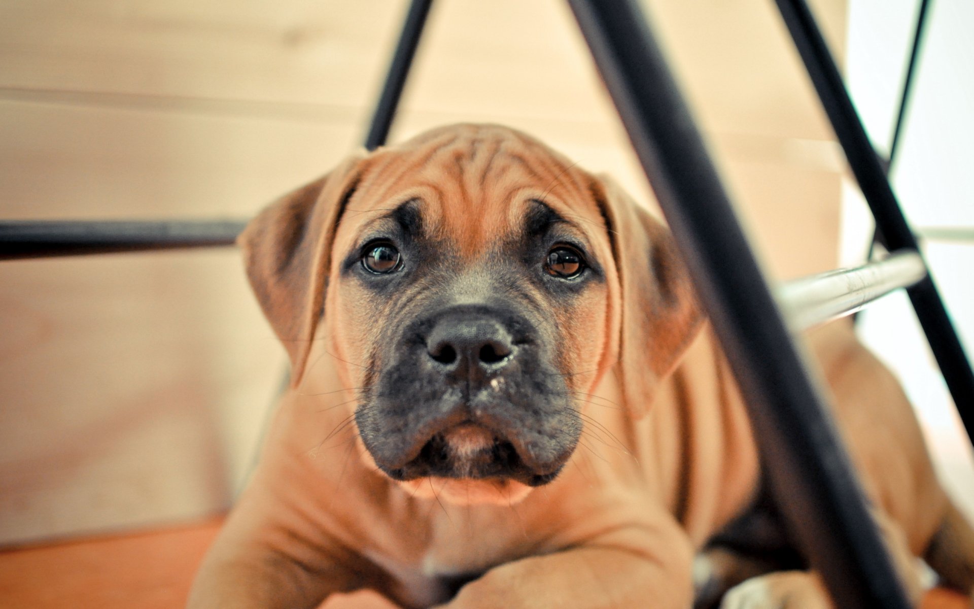 hund blick freund