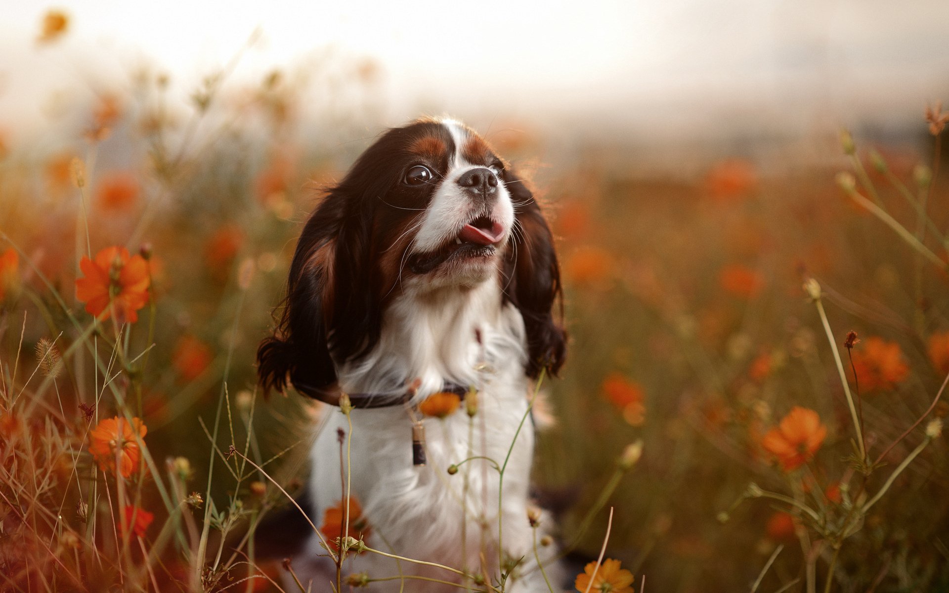 chien nature humeur