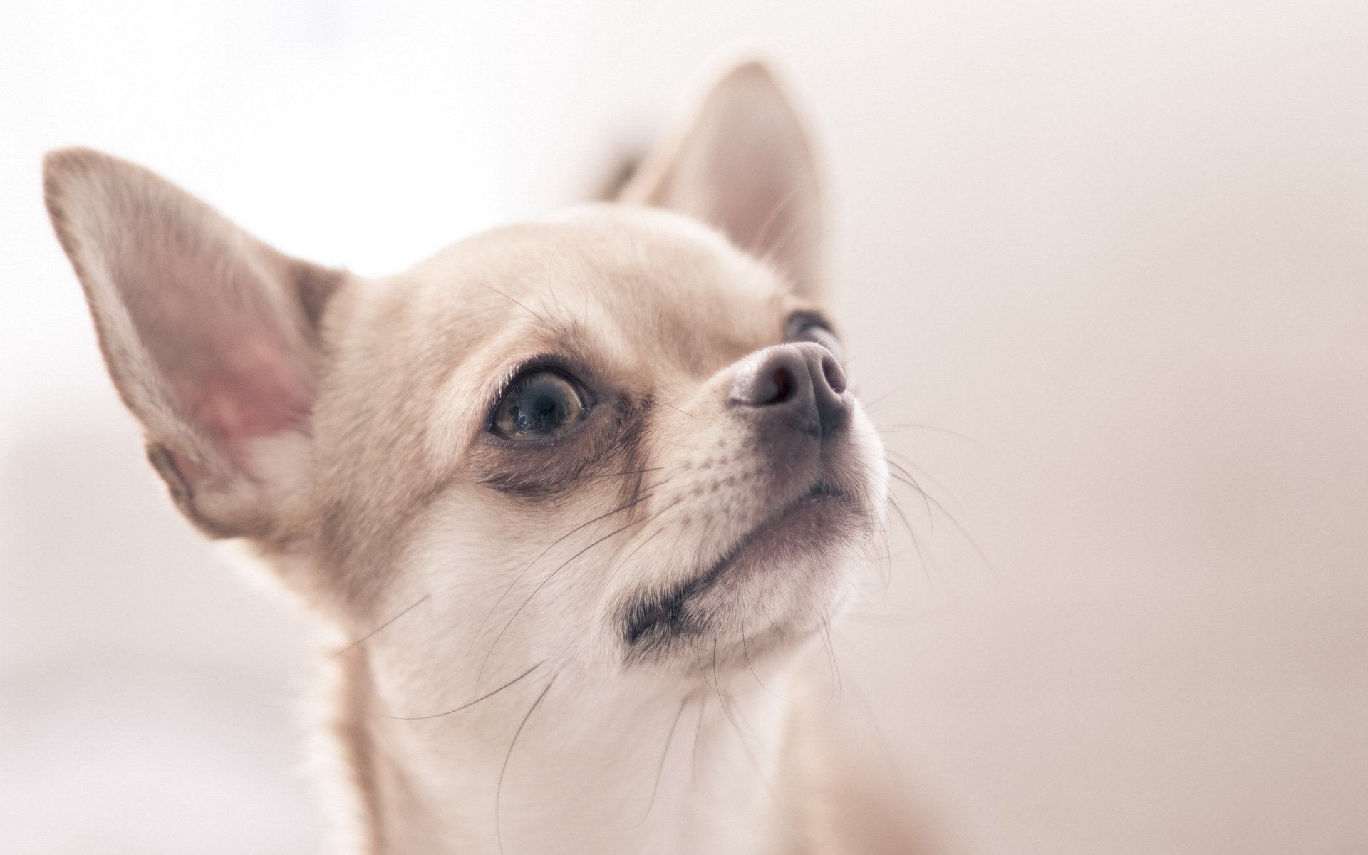 chihuahua cane vista