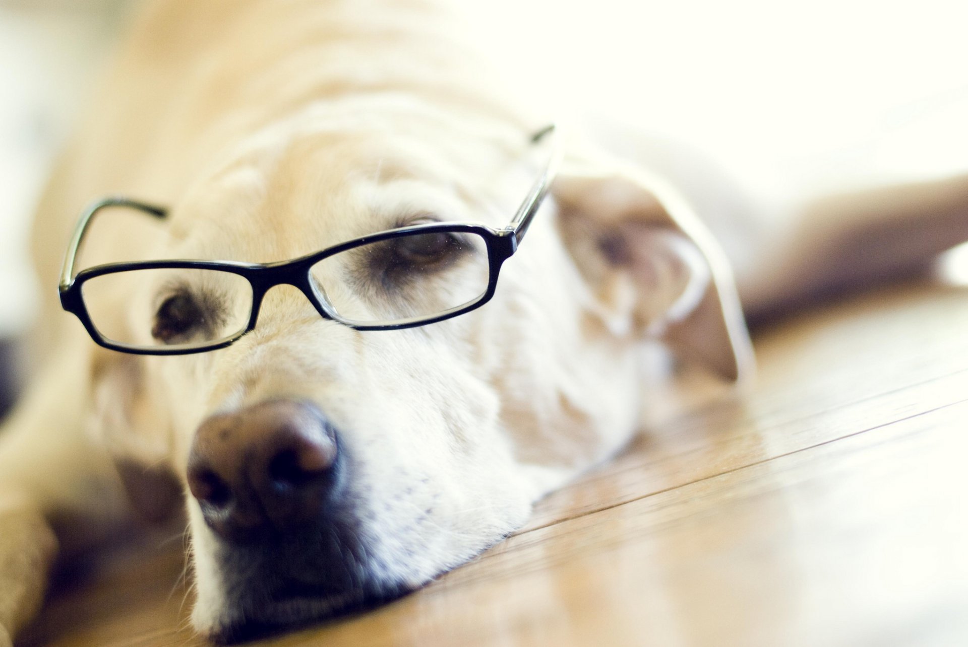 labrador retriever lunettes museau