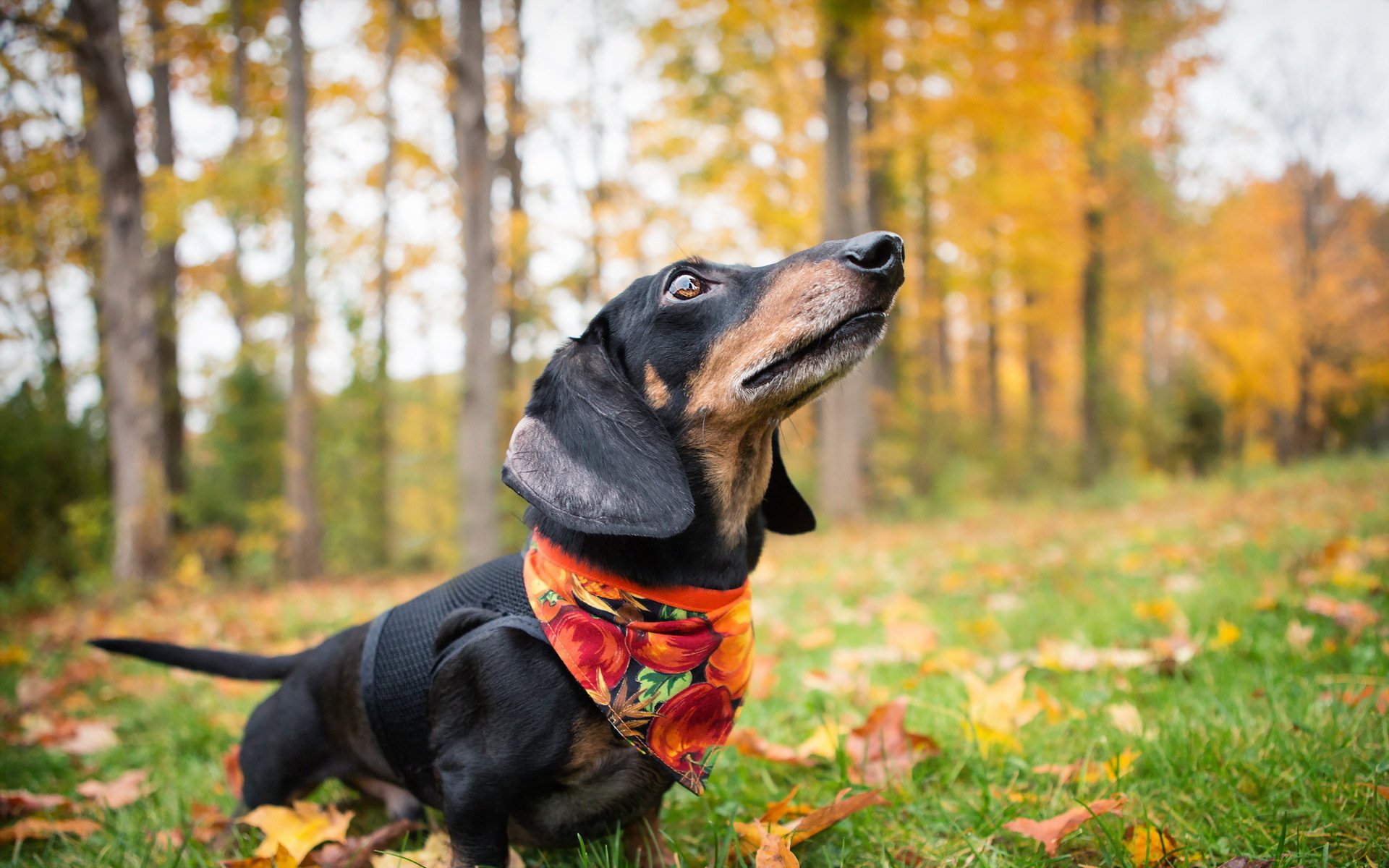 hund dackel herbst