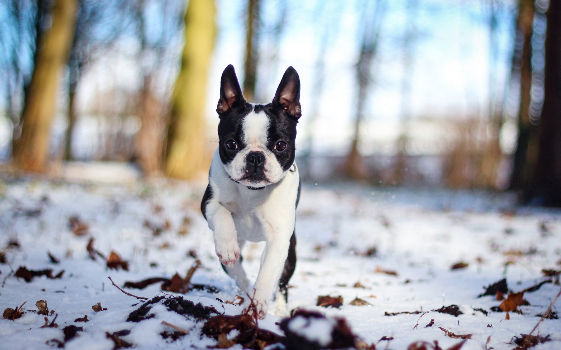 hund schnee natur