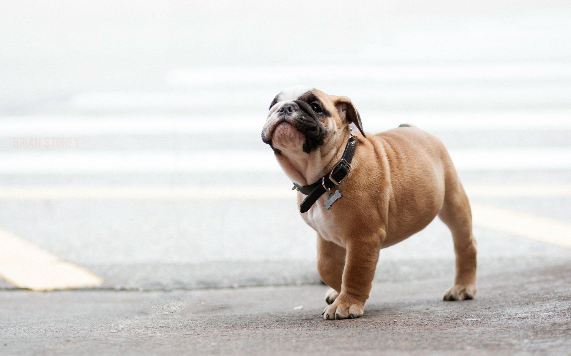 cane cucciolo passeggiata