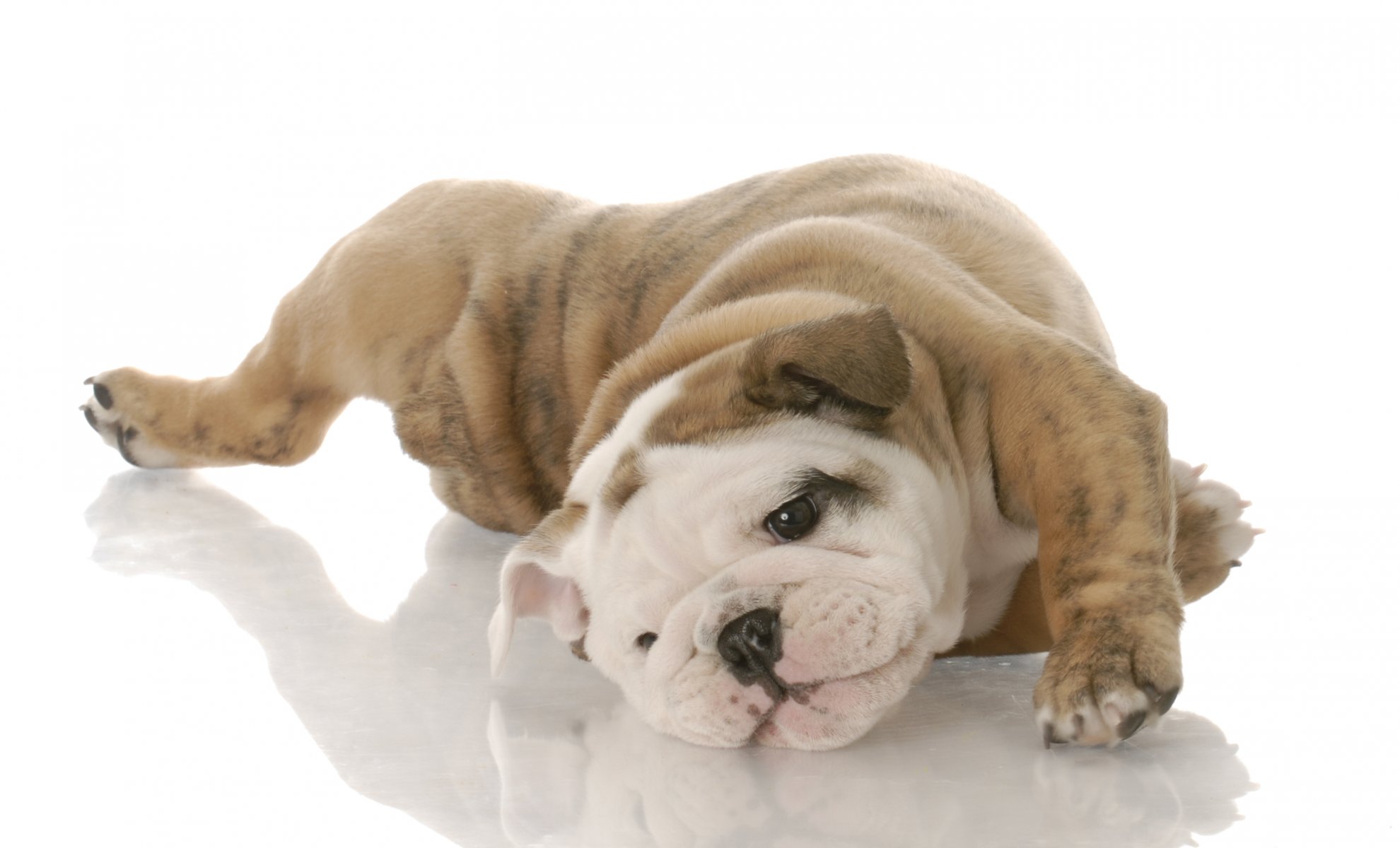 cane cucciolo bulldog inglese sfondo bianco