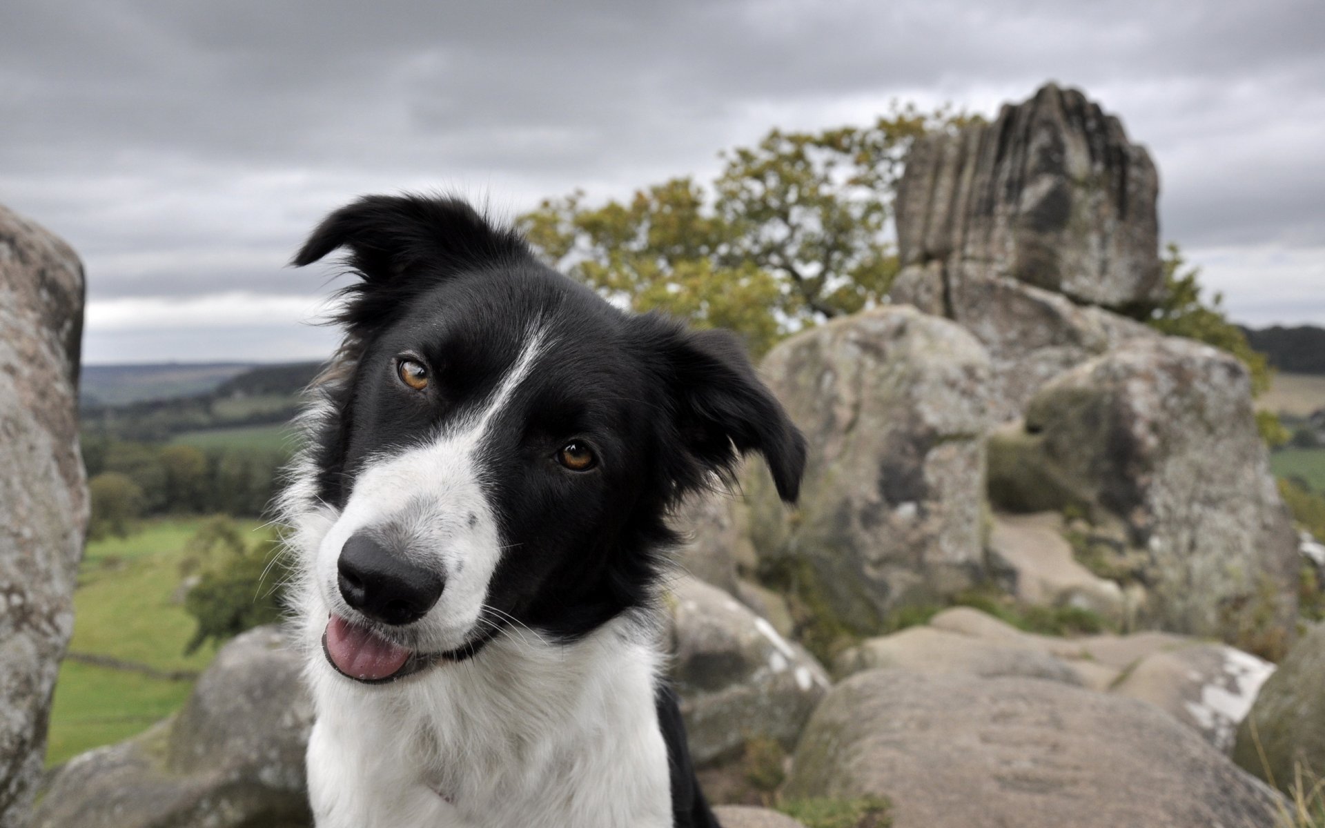 hund blick freund