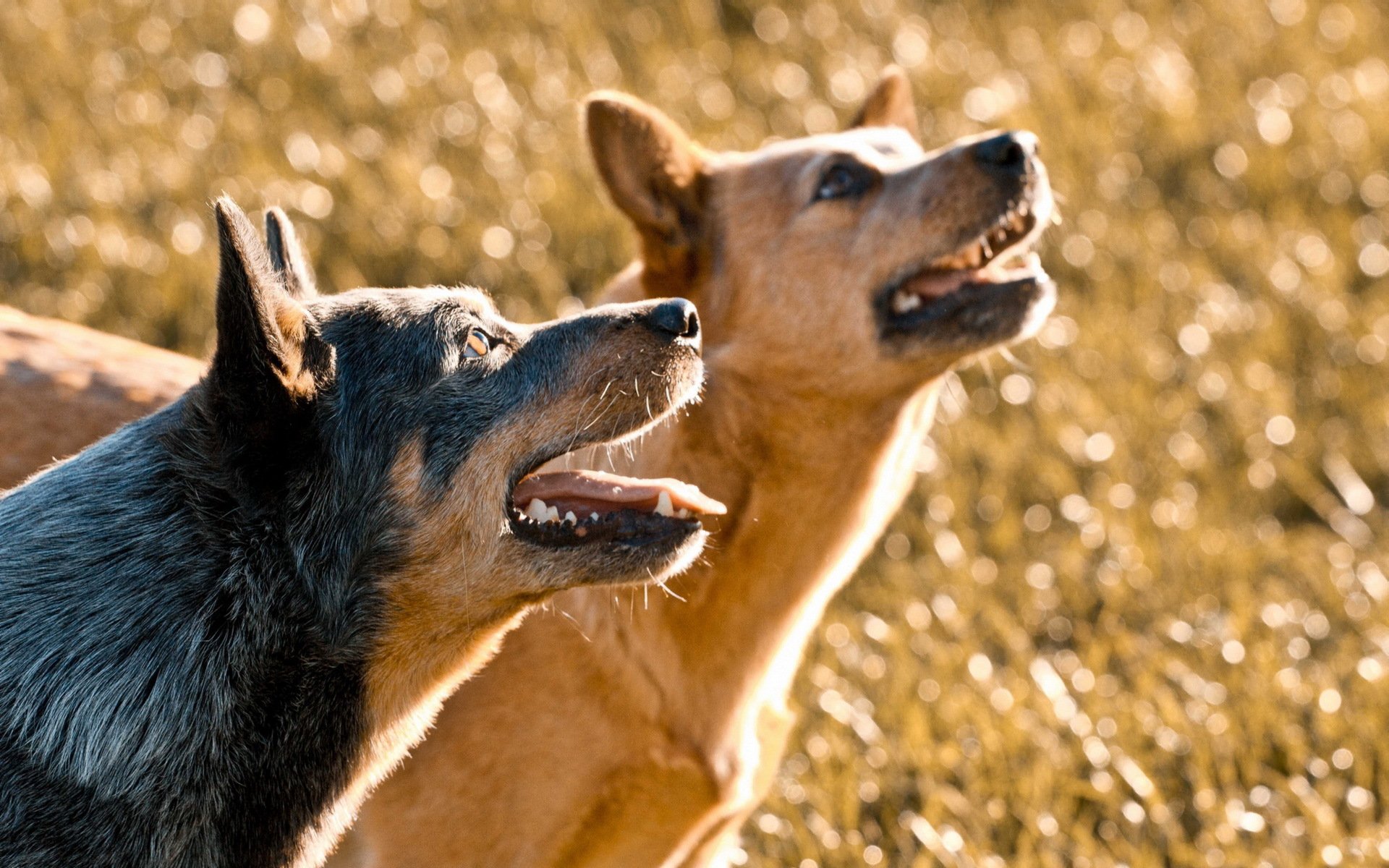 dogs nature background