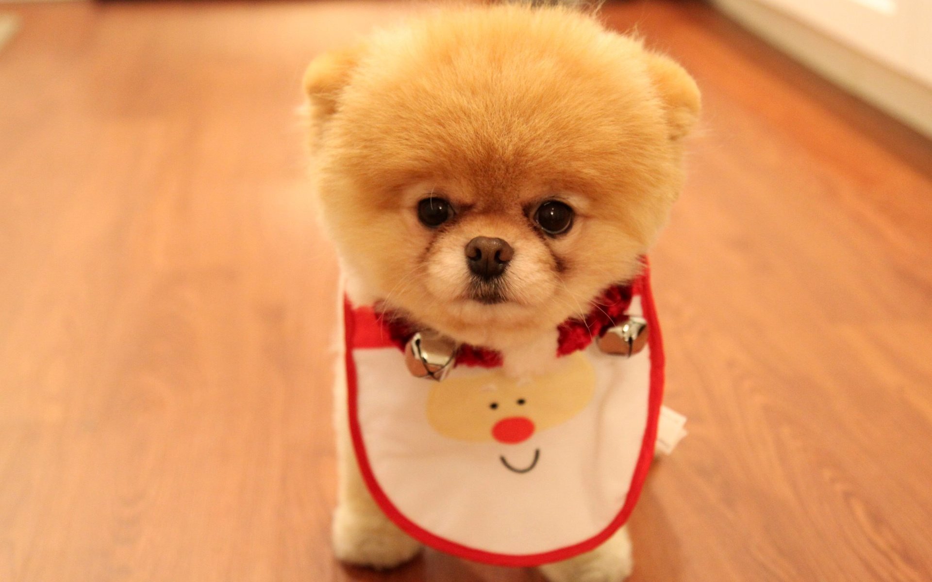cute puppy as a christmas gift pomeranian breed dog dog look eyes nose muzzle fluffy
