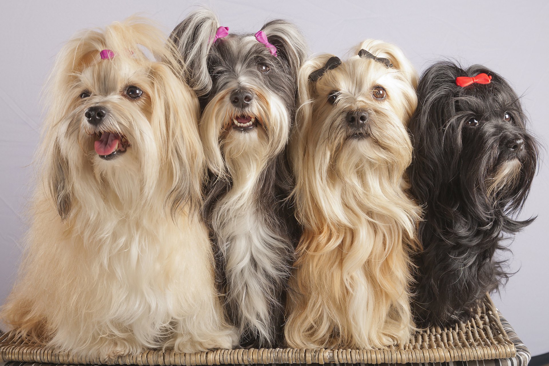 bichon dell avana quartetto forcine