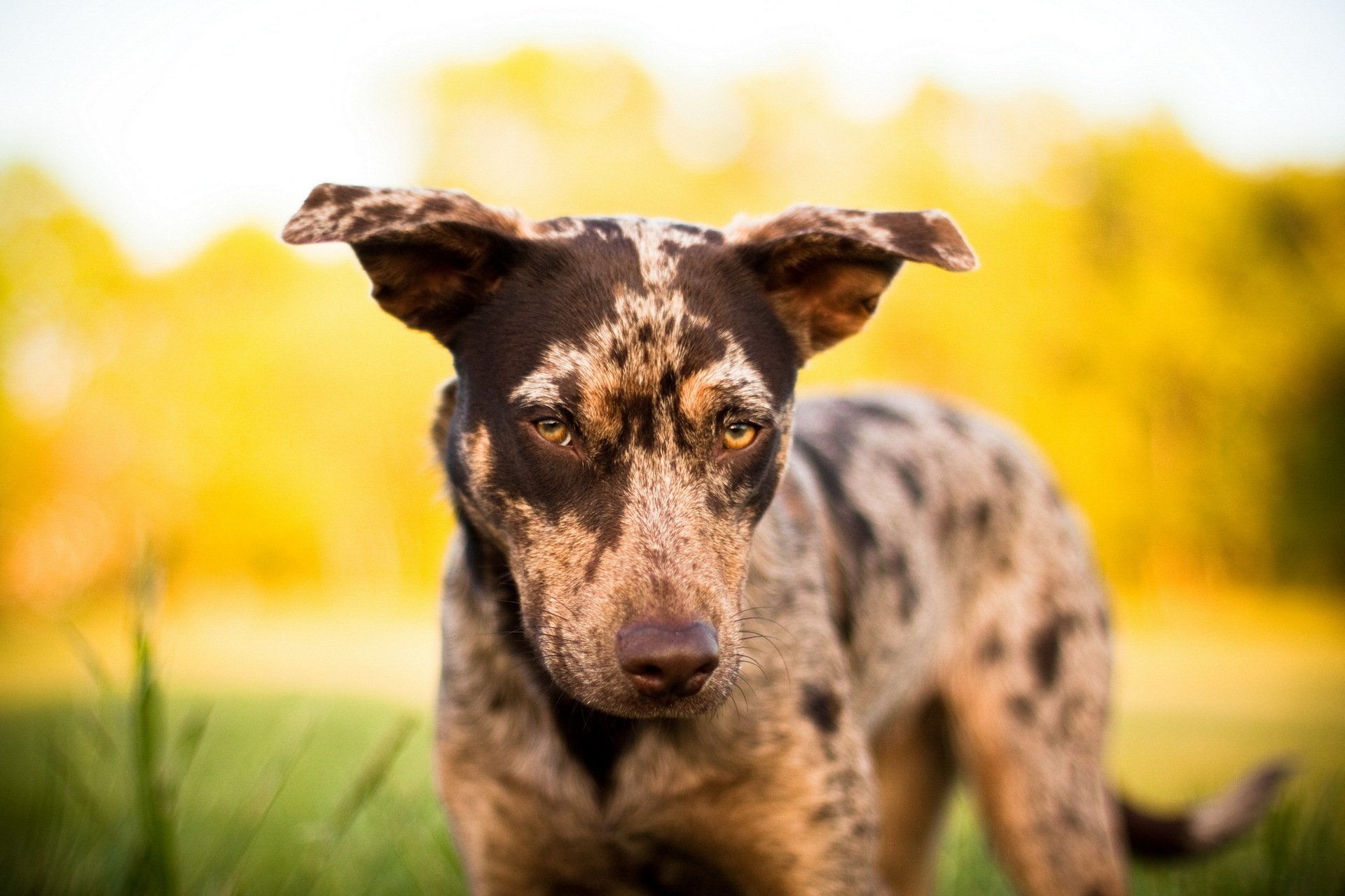dog view background