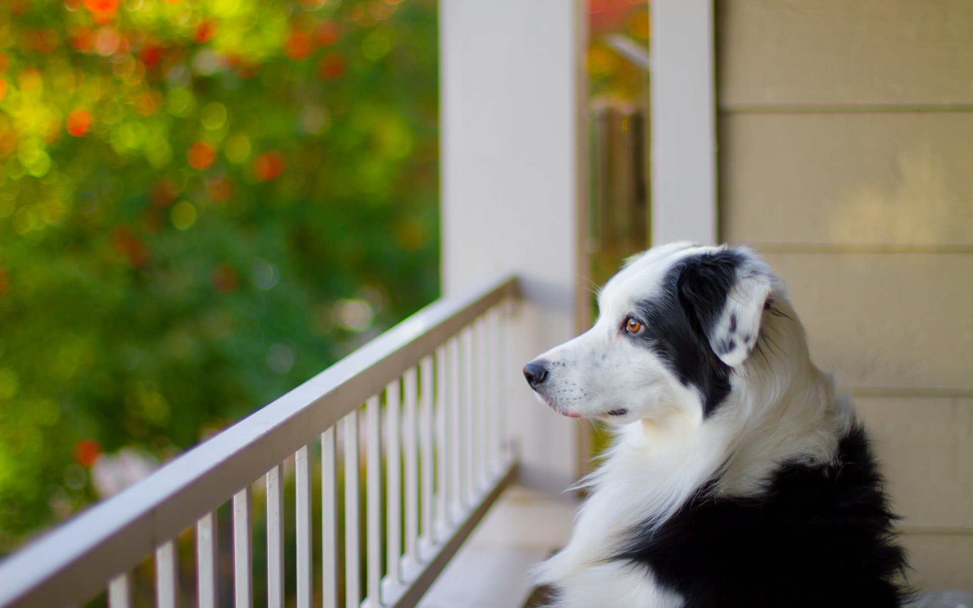 cane sguardo amico