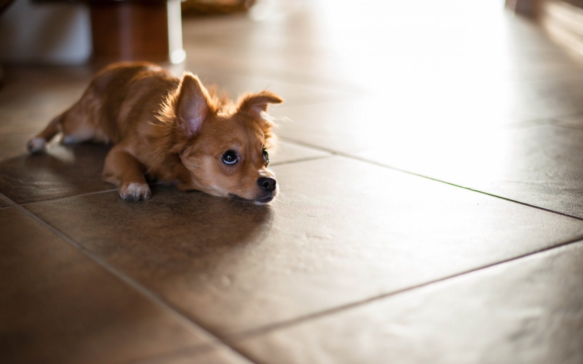 chien maison plancher