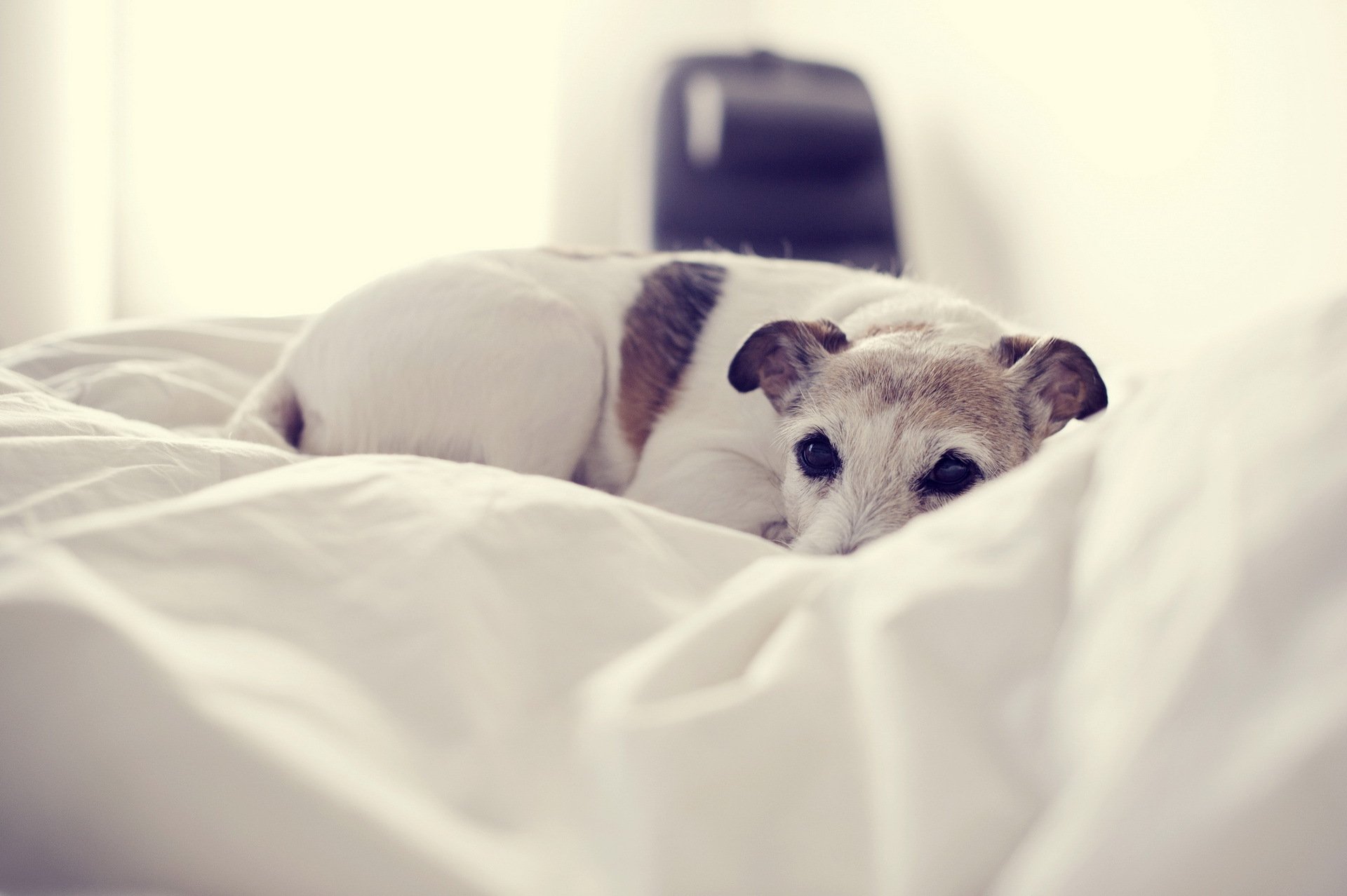 perro hogar comodidad